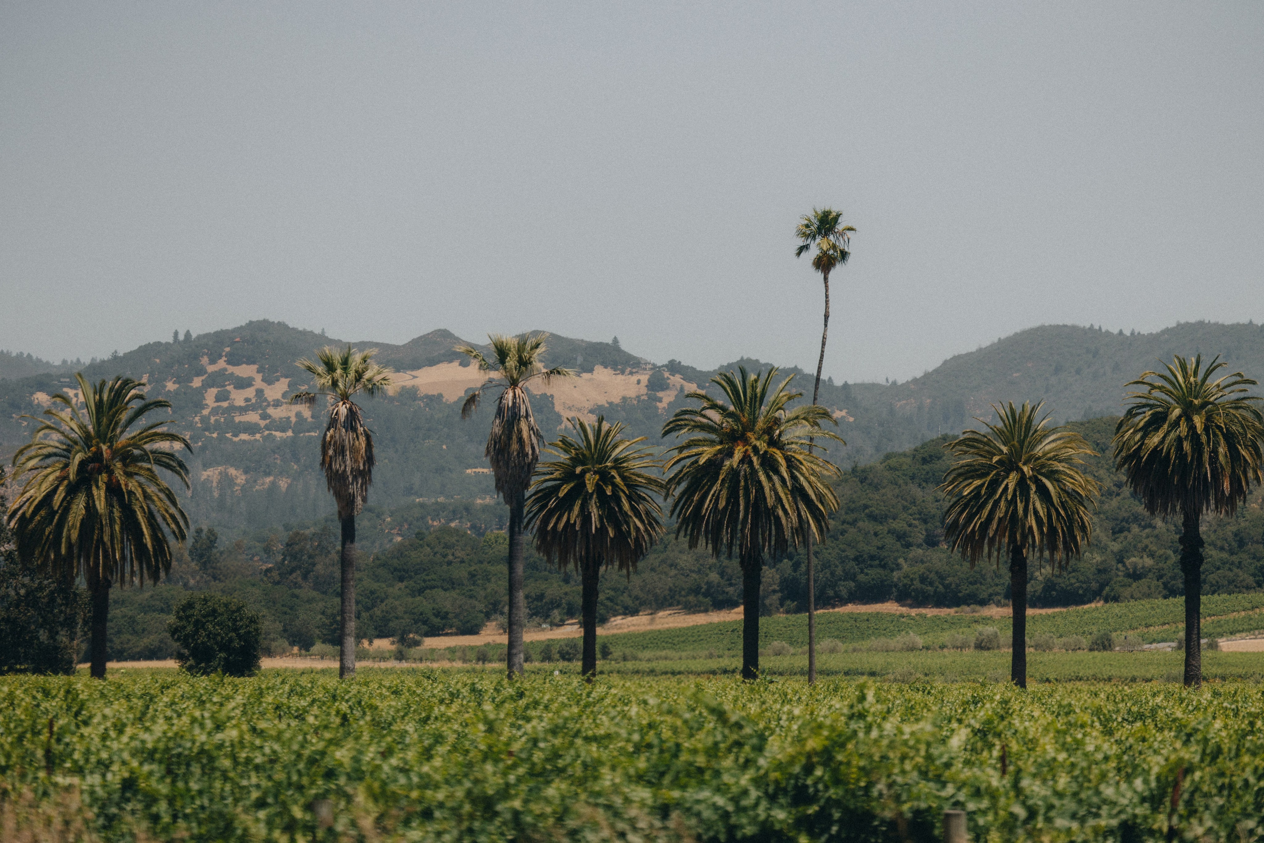 Coleman & Erenia Wedding in Napa | Georgy Shishkin Photography. Portland & Seattle Wedding, Elopement & Engagement Photographer | Georgy Shishkin