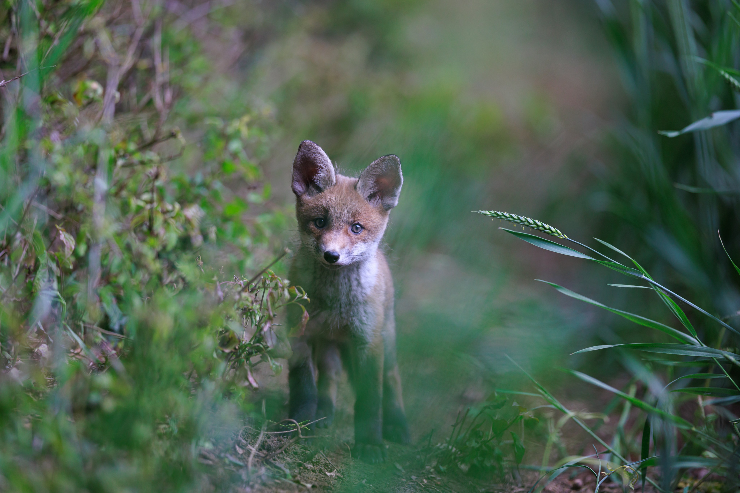 WILD NATURE. Elena Chistova
