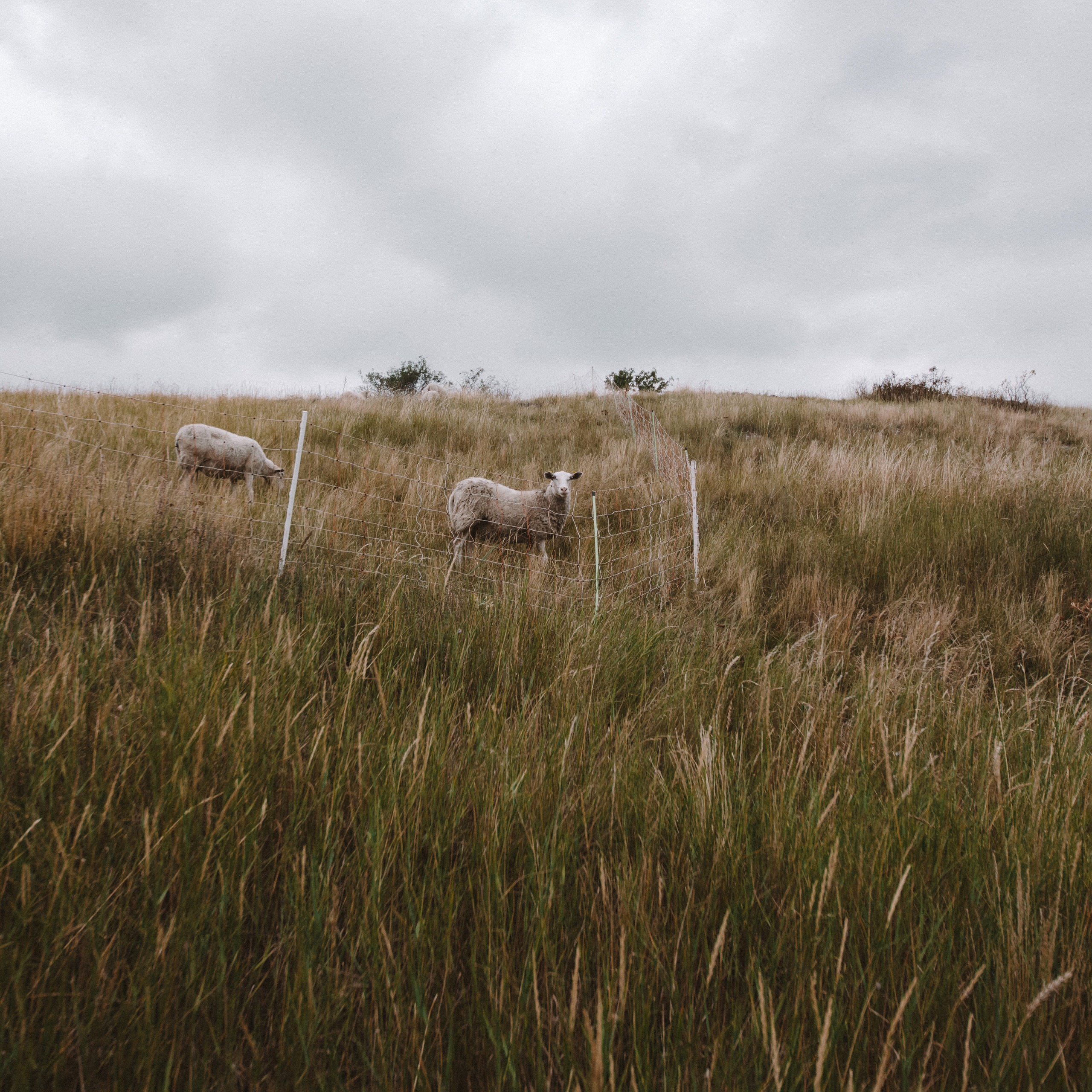 P&V wedding. Wedding and portrait photographer in Poland Vitali Frozen