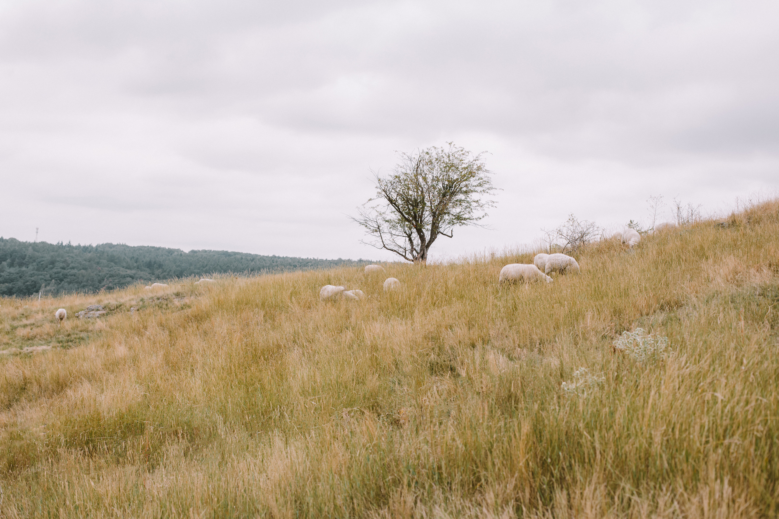 P&V wedding. Wedding and portrait photographer in Poland Vitali Frozen