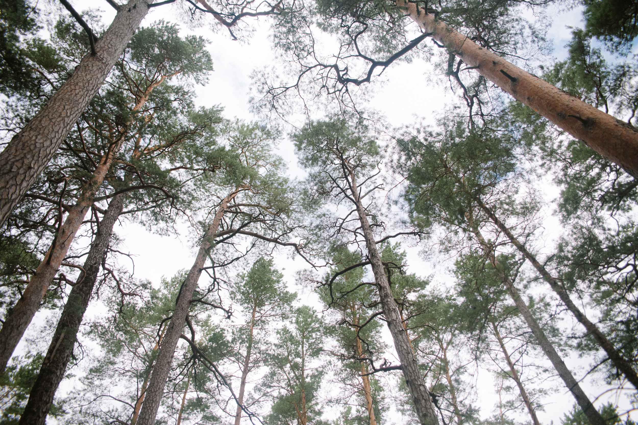 Wedding in Jurmala. Wedding and portrait photographer in Poland Vitali Frozen