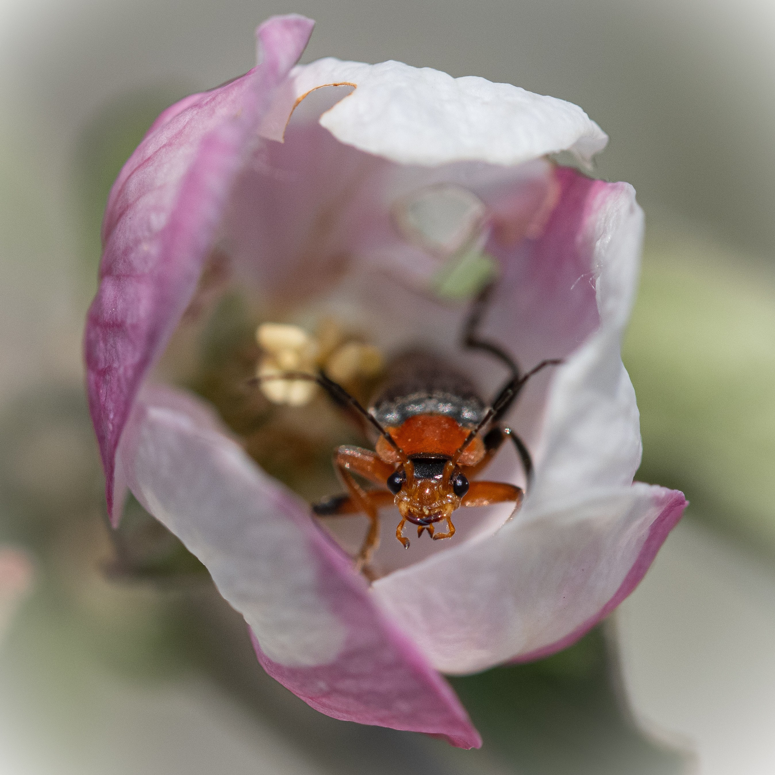 Insetti Simpatici. “Gianmaria Coscia fotografo per passione”