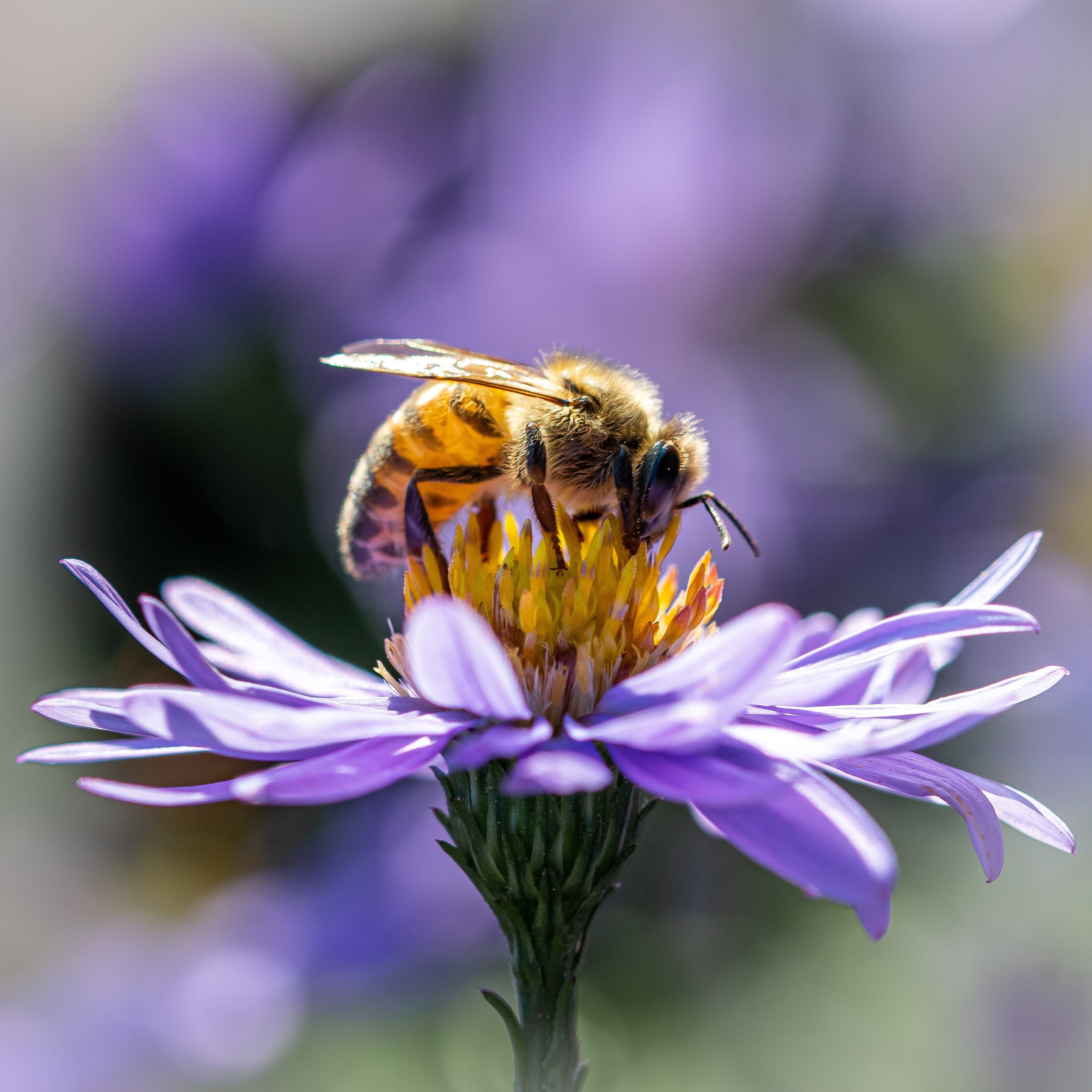 “Gianmaria Coscia fotografo per passione”