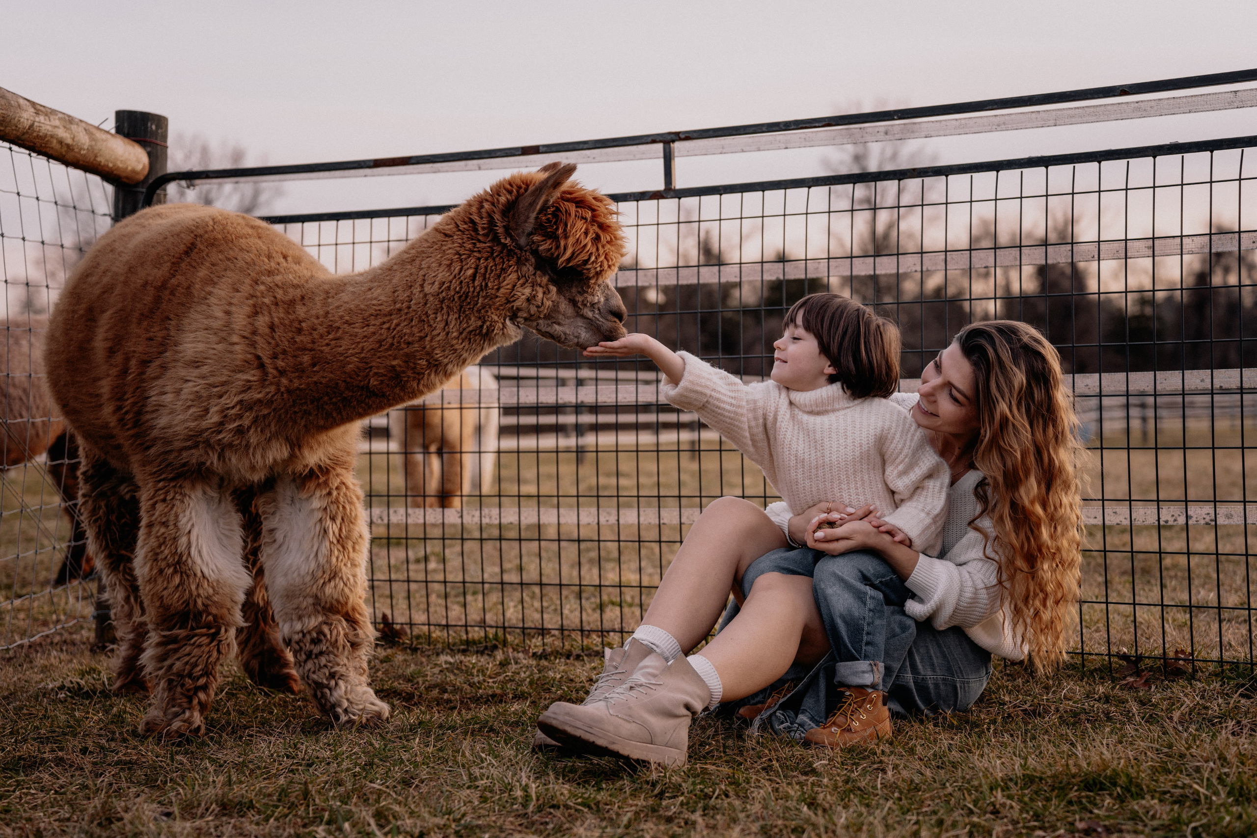 Alpaca’s farm. Wedding and family photographer and videographer PA, NJ, NY, DE, MD