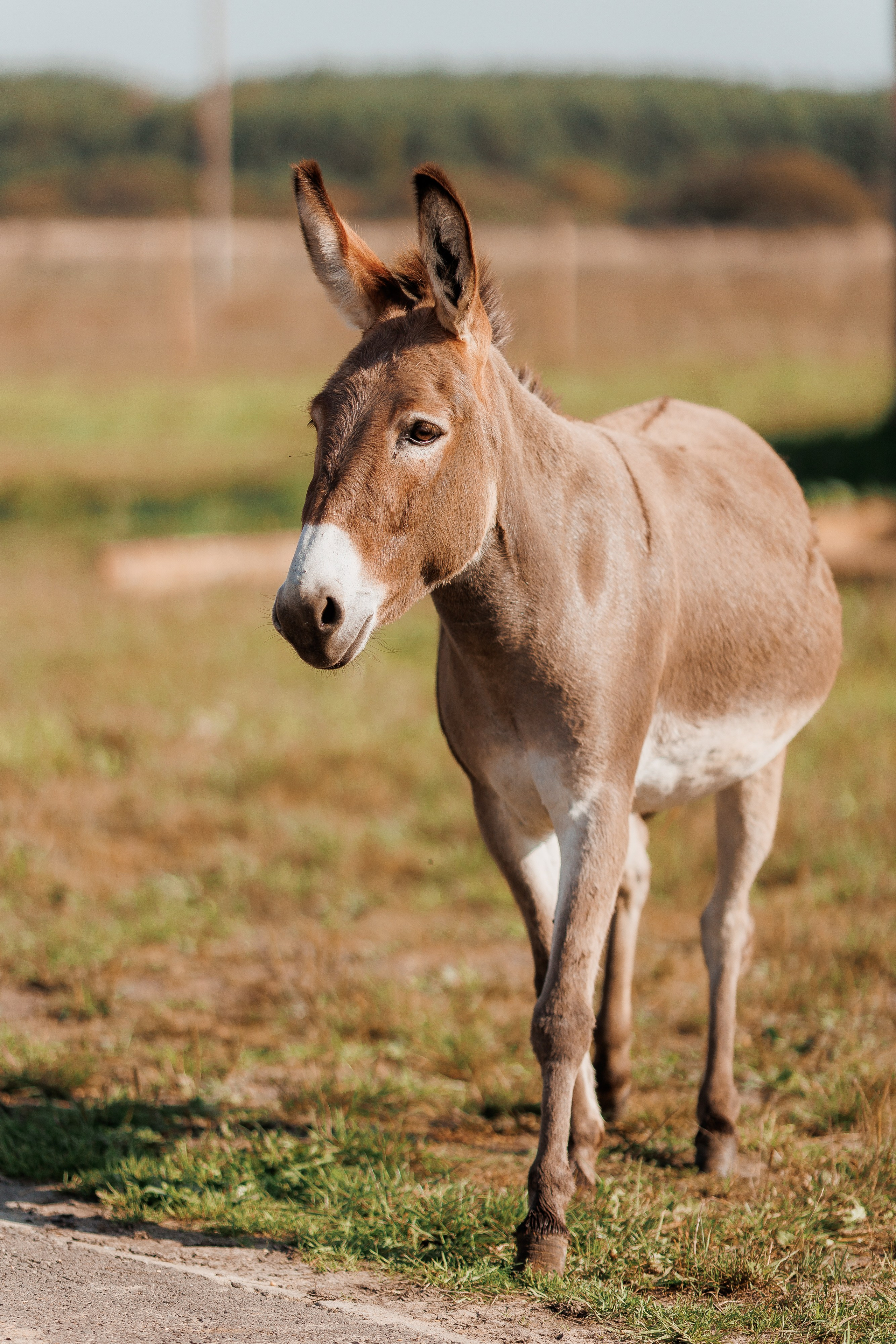 Екопарк Аміла. Ірина Терещук