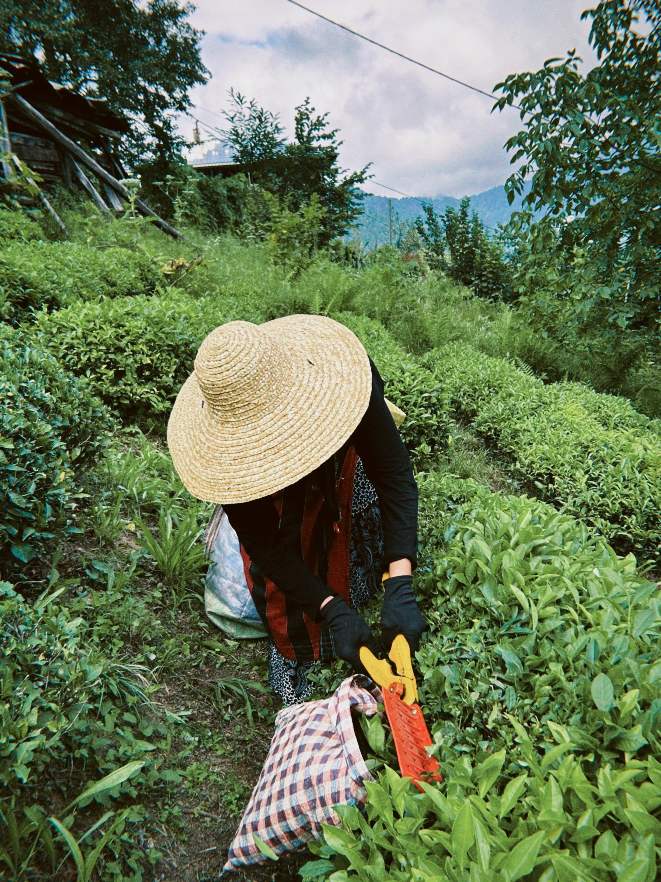 Север Турции: Трабзон, Ризе. Lavi Group by lavitravel