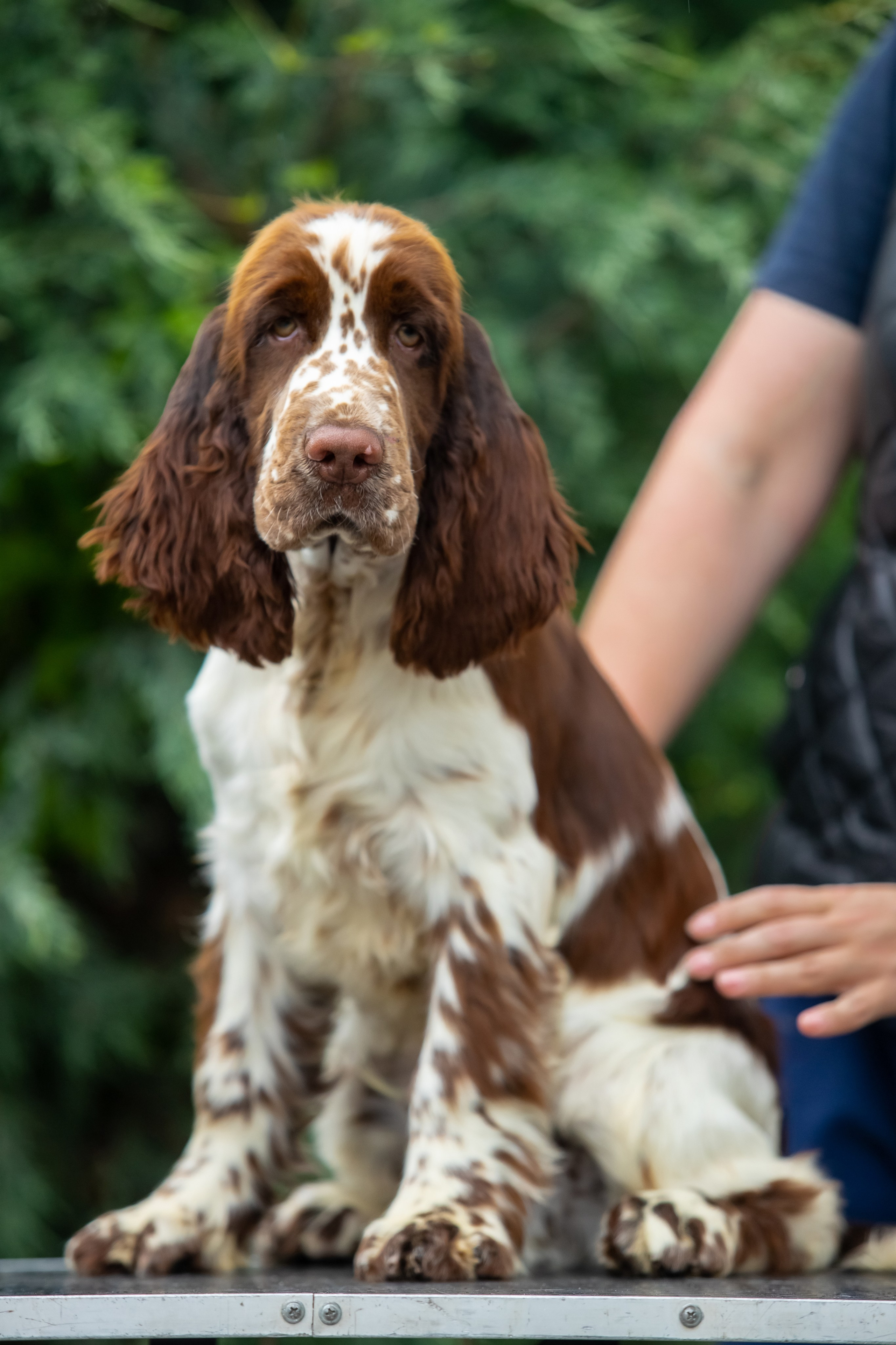 Male — Orange collar 🧡. Website of the titled stud dog of the Springer Spaniel breed