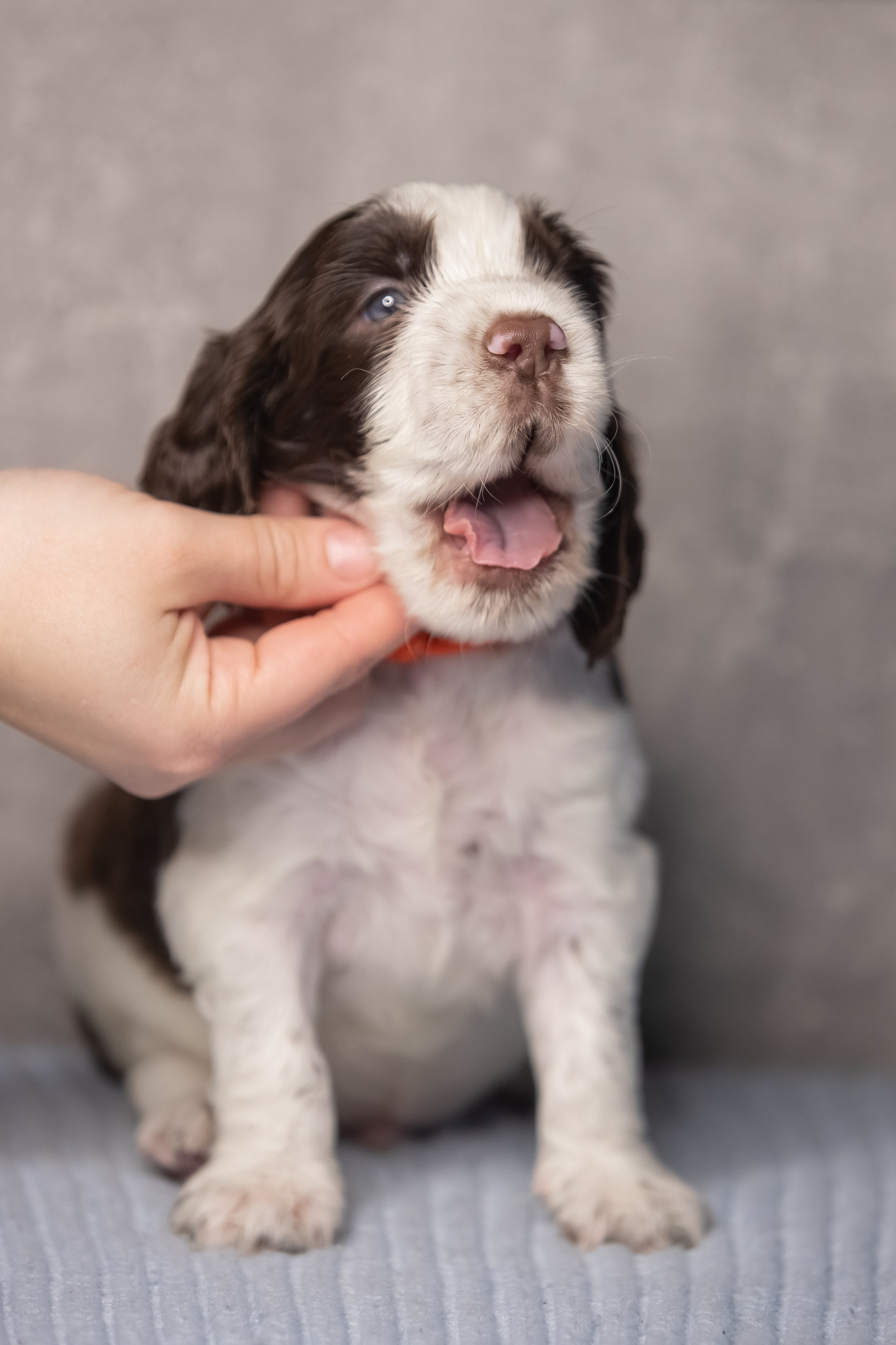 Male — Orange collar 🧡. Website of the titled stud dog of the Springer Spaniel breed