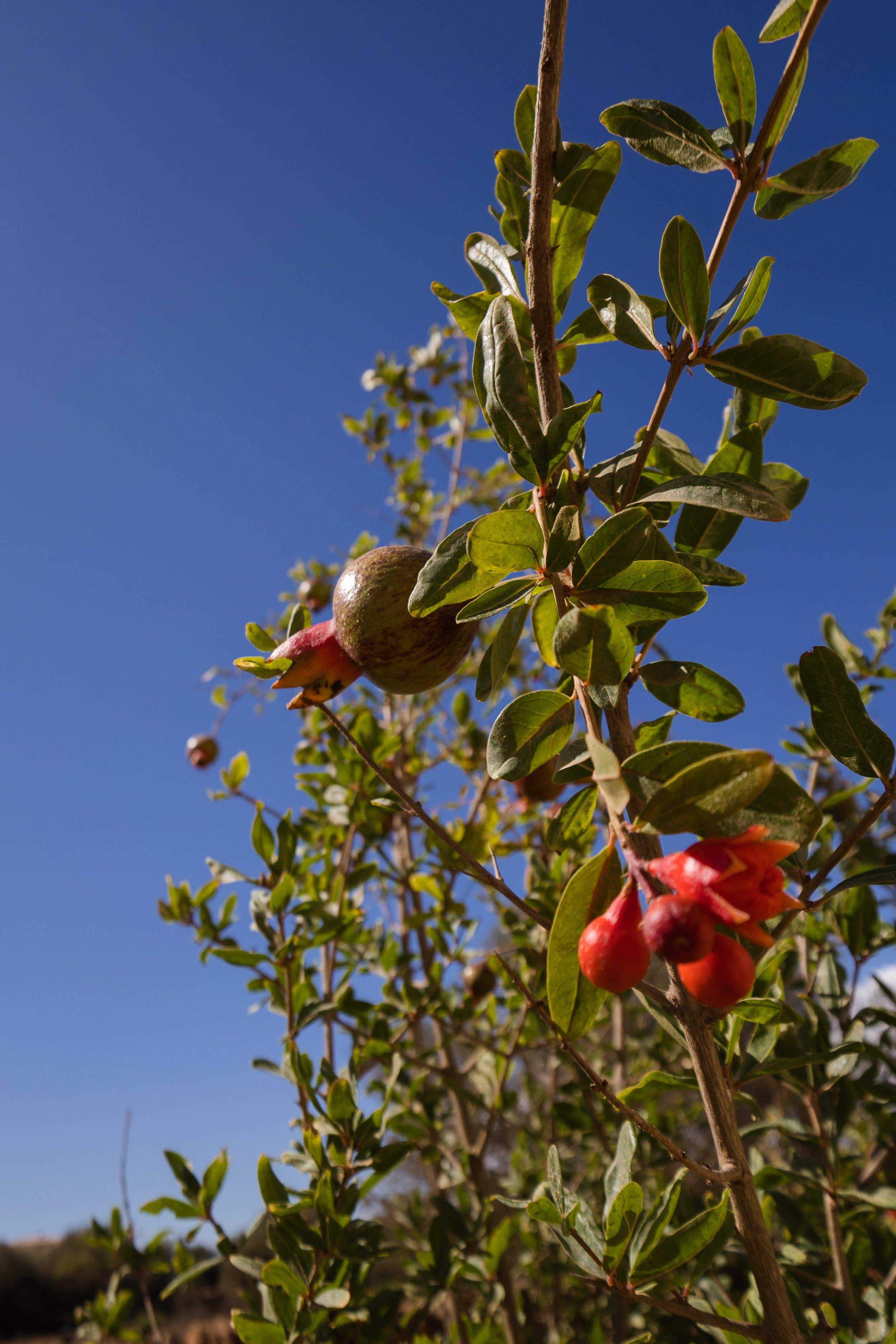 Immobilien - Finca Mallorca - Ses Salines. Viktoria Motte Fotografie Event-, Business- und Porträtfotografie Stuttgart | Mallorca