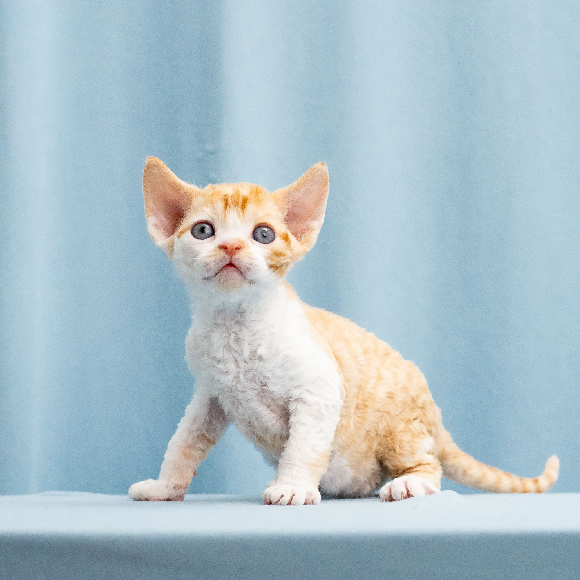 Buster, Boy, born on 29.07.23, SOLD. Devon Rex Pixie Cattery