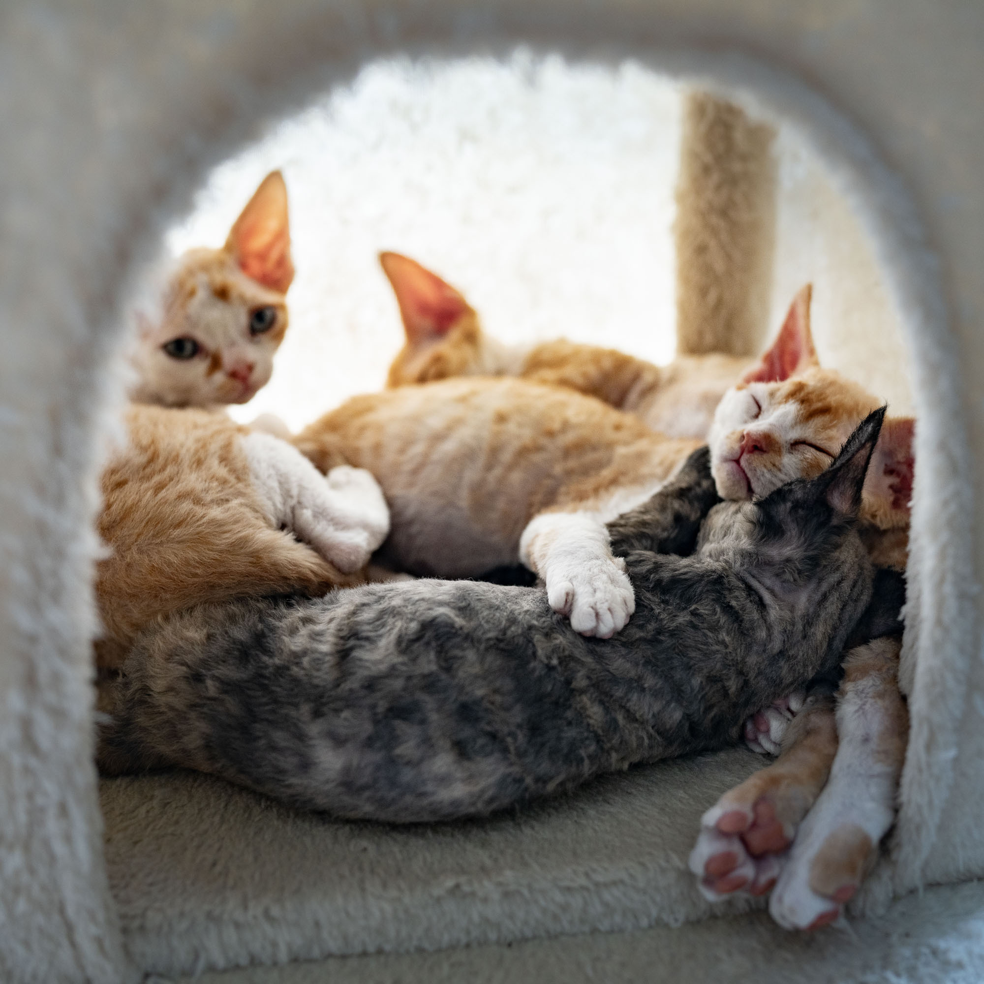 Buster, Boy, born on 29.07.23, SOLD. Devon Rex Pixie Cattery