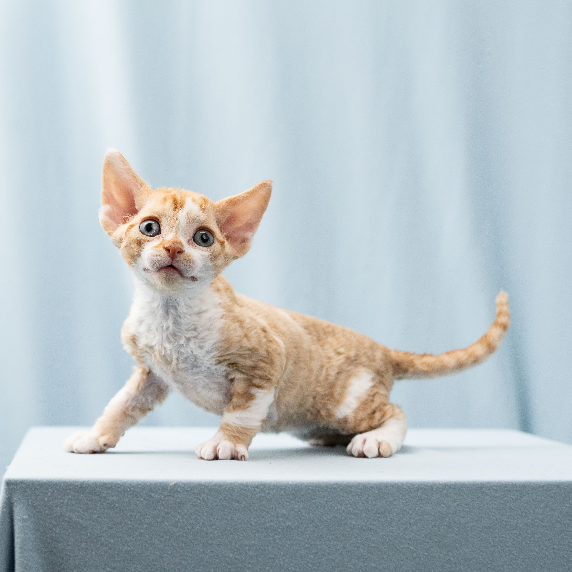 Bambi, Boy, born on 29.07.23, SOLD. Devon Rex Pixie Cattery