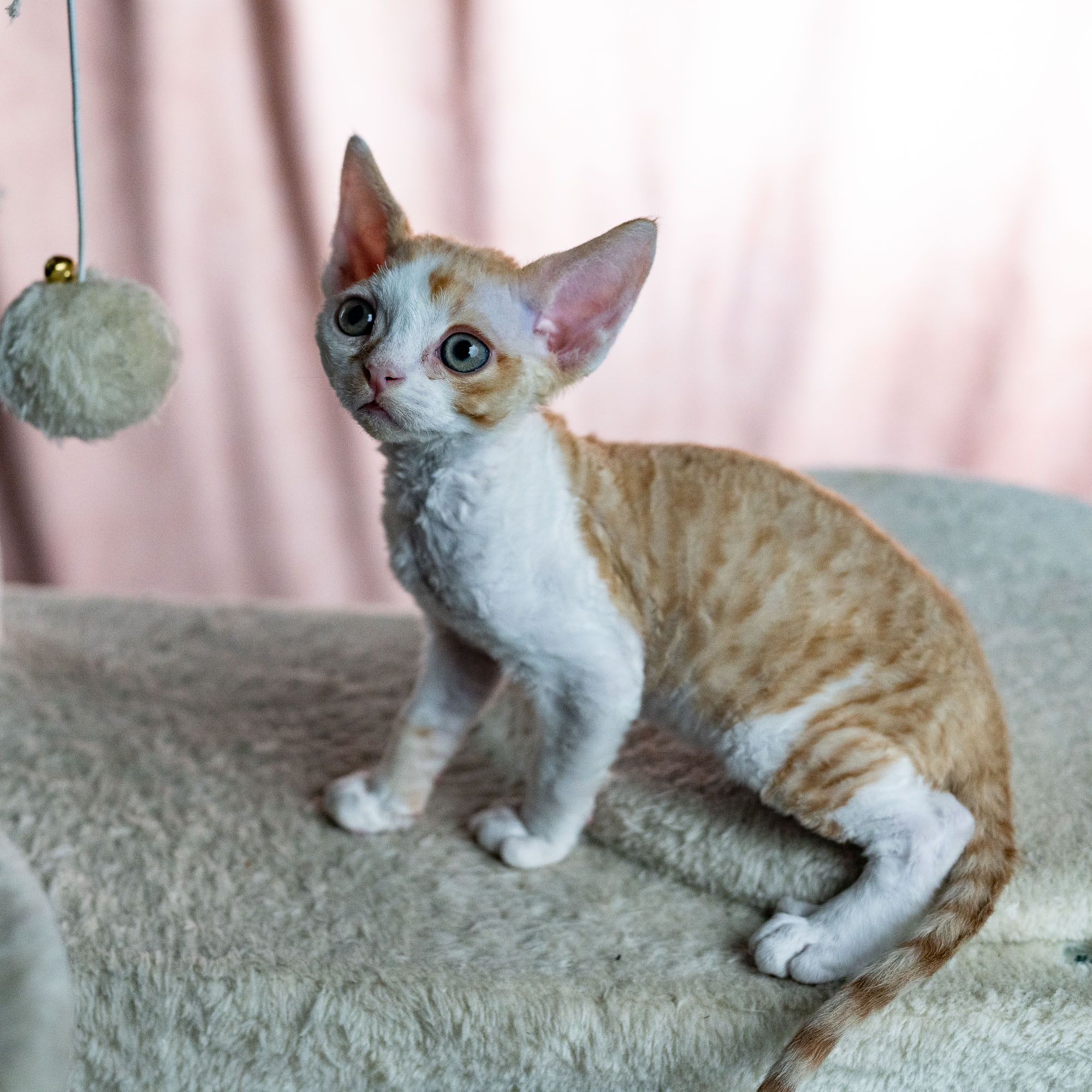 Bonnie, Boy, born on 29.07.23, SOLD. Devon Rex Pixie Cattery