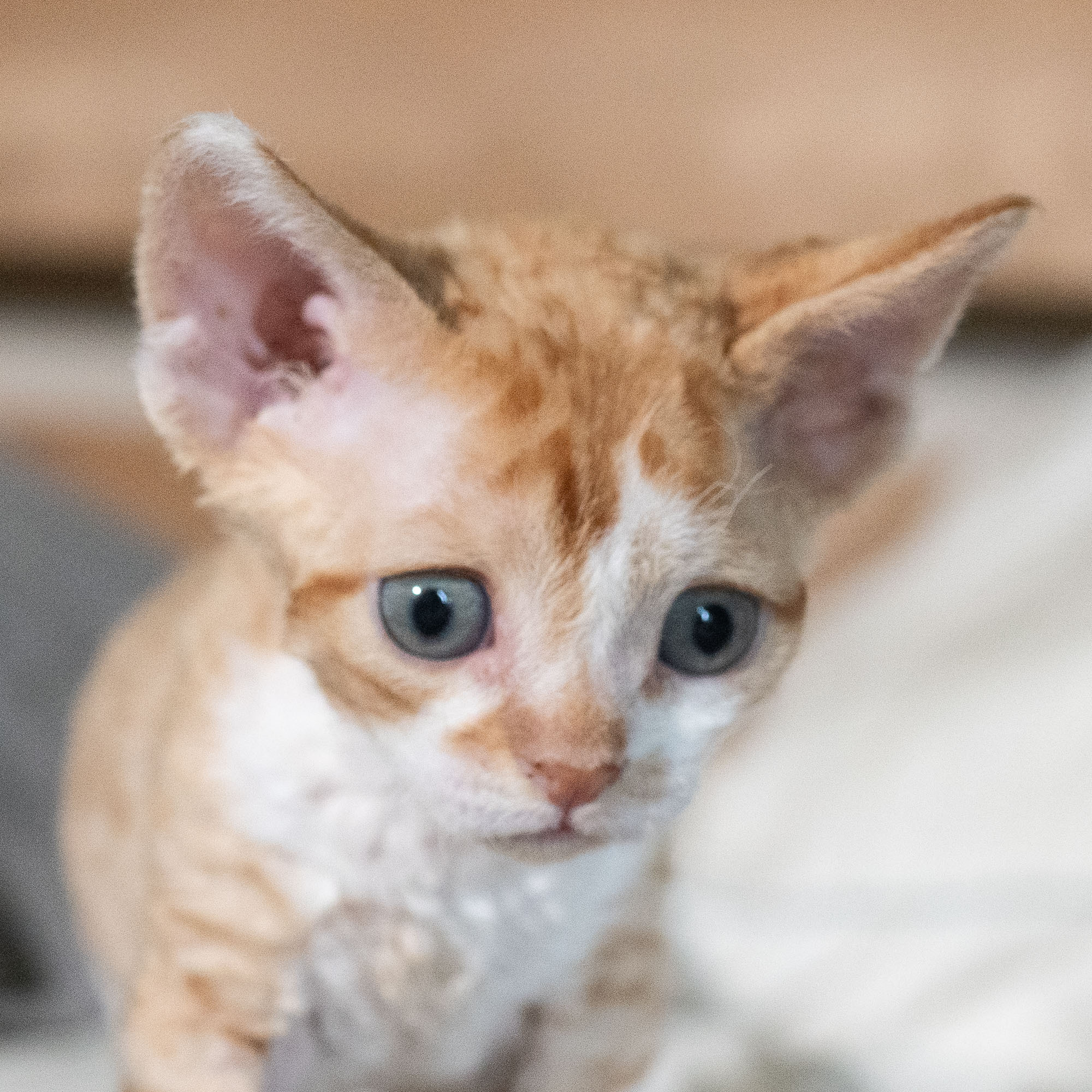 Bambi, Boy, born on 29.07.23, SOLD. Devon Rex Pixie Cattery