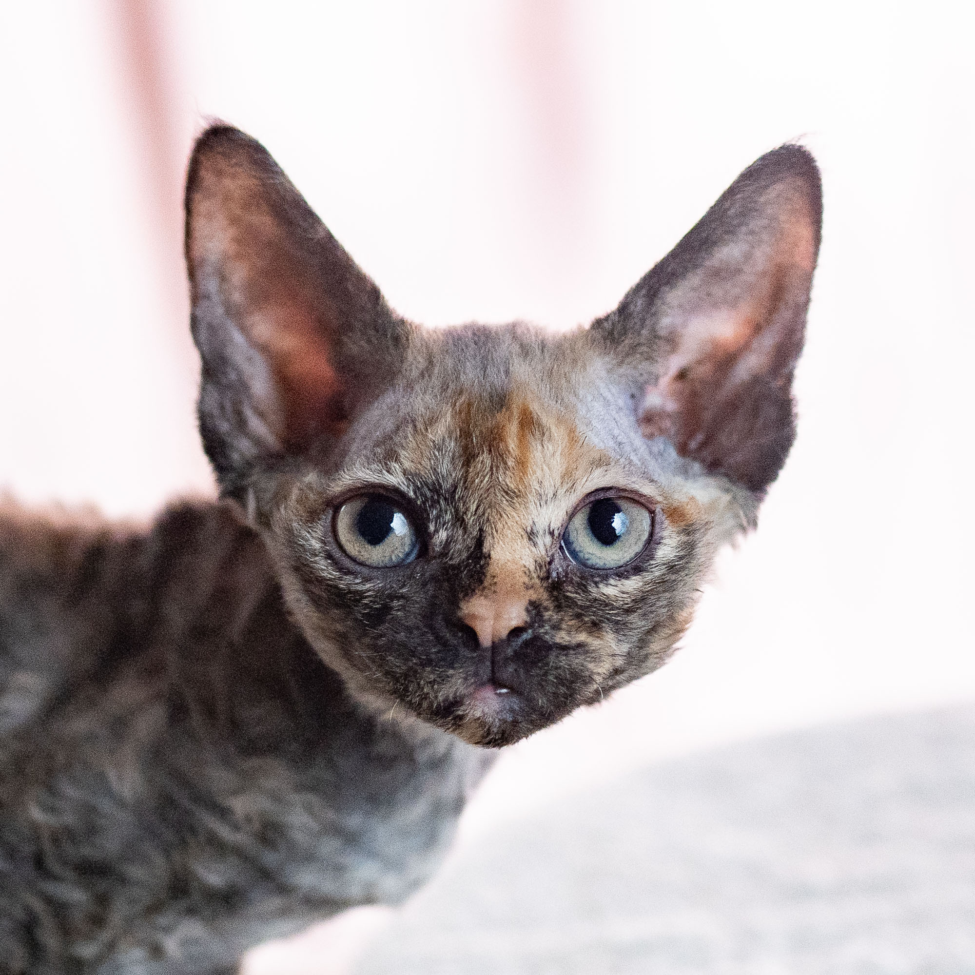 Basma, Girl, born on 29.07.23, SOLD. Devon Rex Pixie Cattery