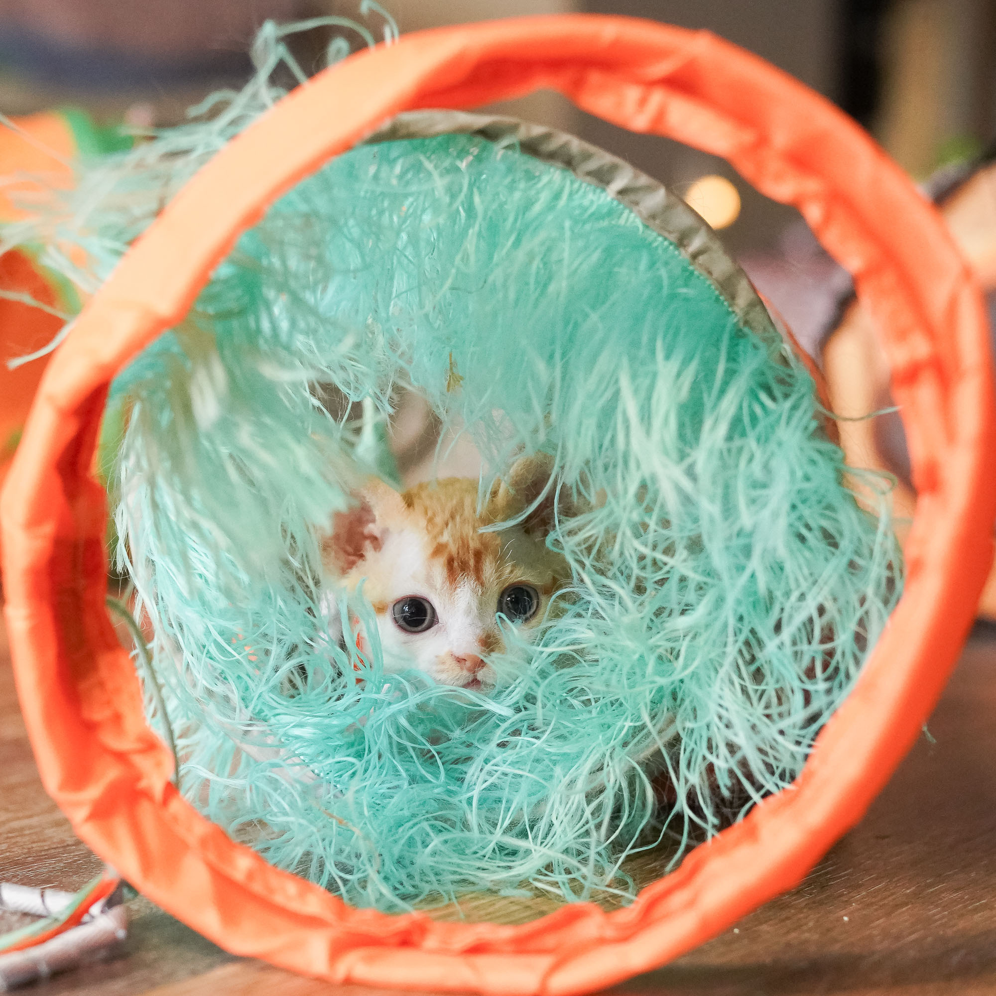Buster, Boy, born on 29.07.23, SOLD. Devon Rex Pixie Cattery