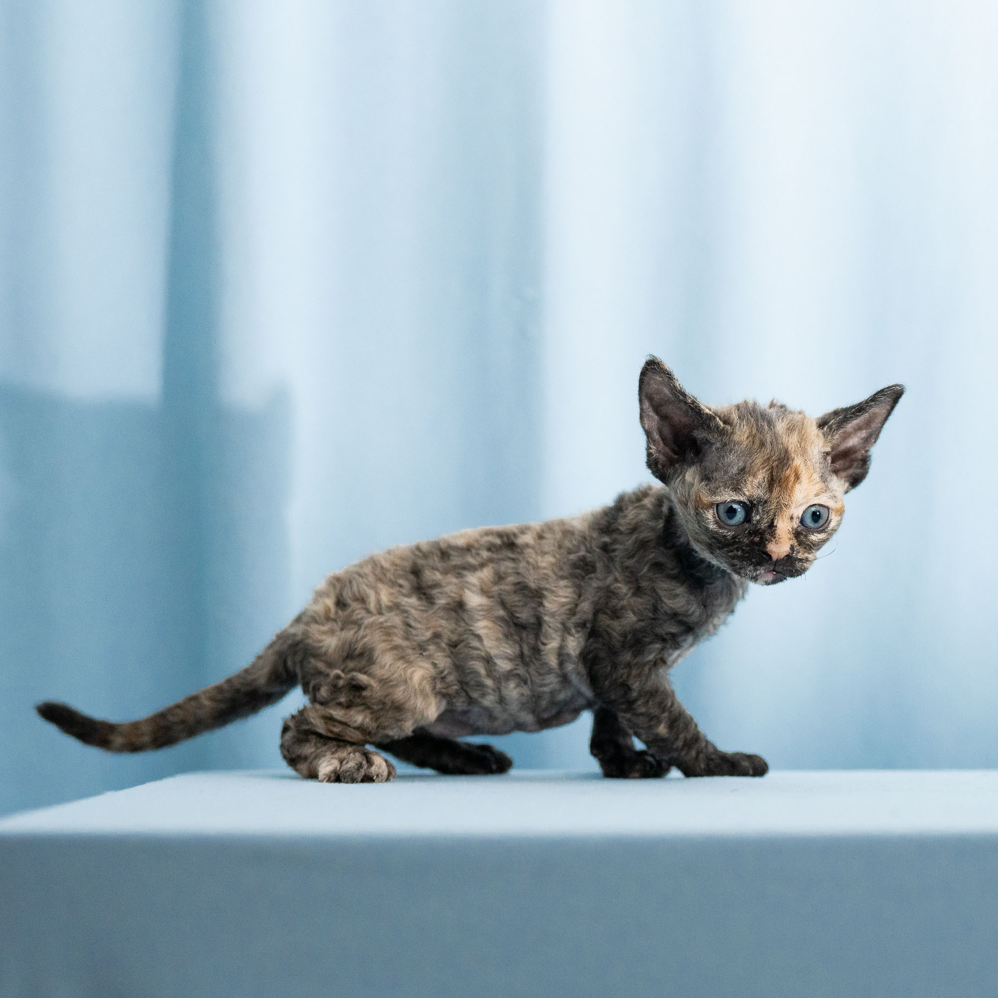 Basma, Girl, born on 29.07.23, SOLD. Devon Rex Pixie Cattery
