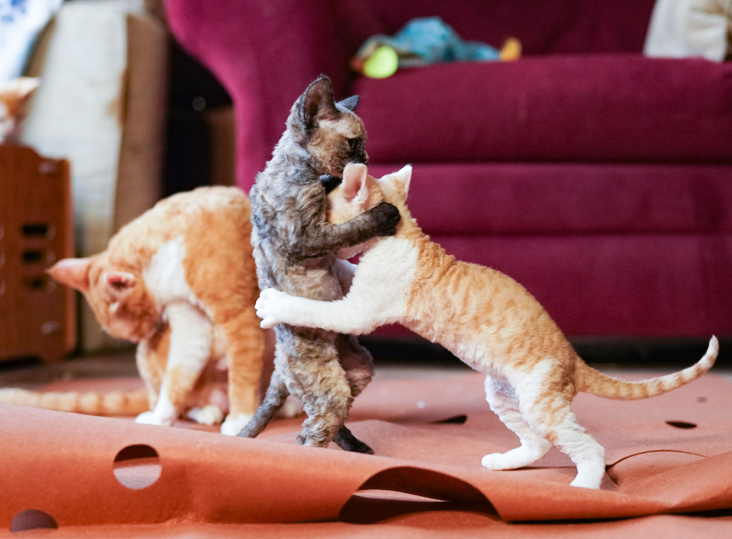 Basma, Girl, born on 29.07.23, SOLD. Devon Rex Pixie Cattery