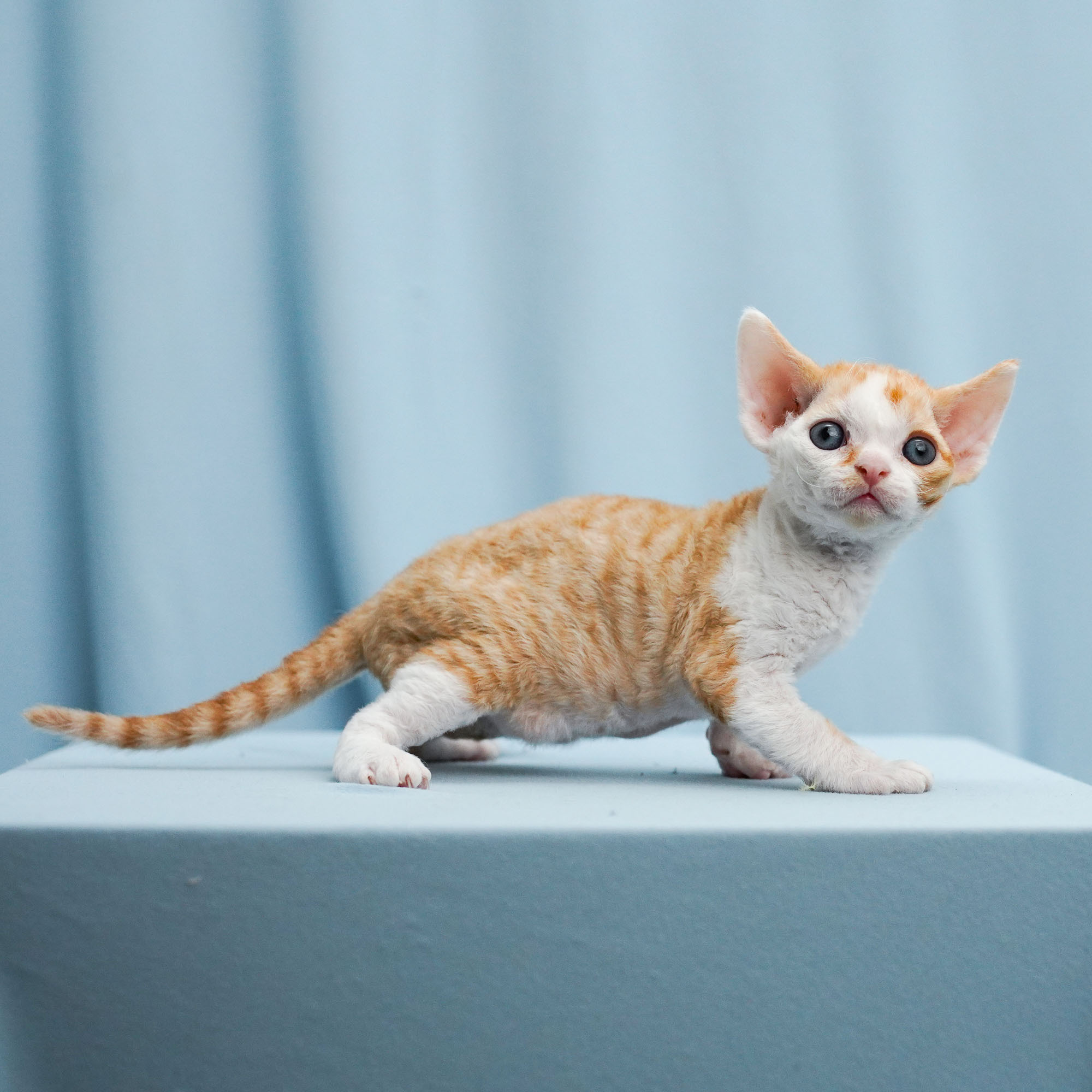 Bonnie, Boy, born on 29.07.23, SOLD. Devon Rex Pixie Cattery