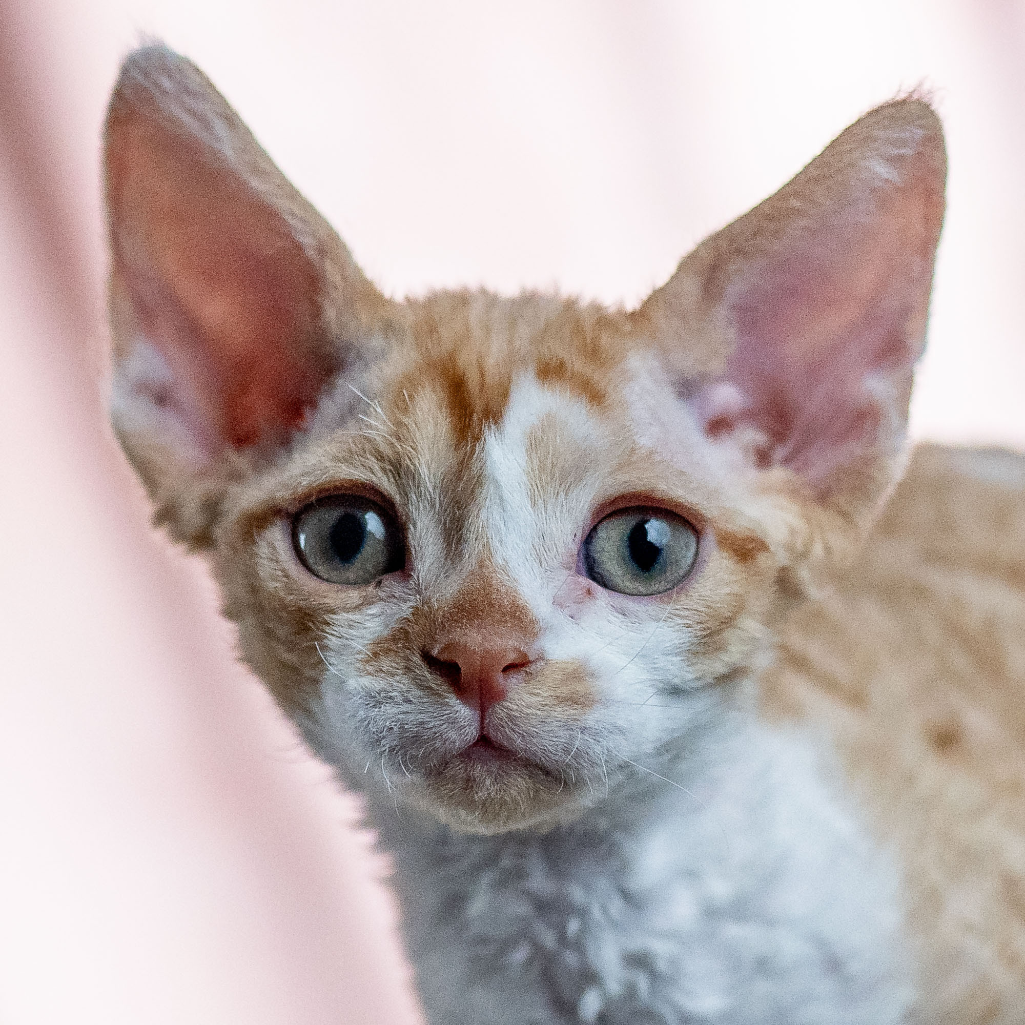 Bambi, Boy, born on 29.07.23, SOLD. Devon Rex Pixie Cattery
