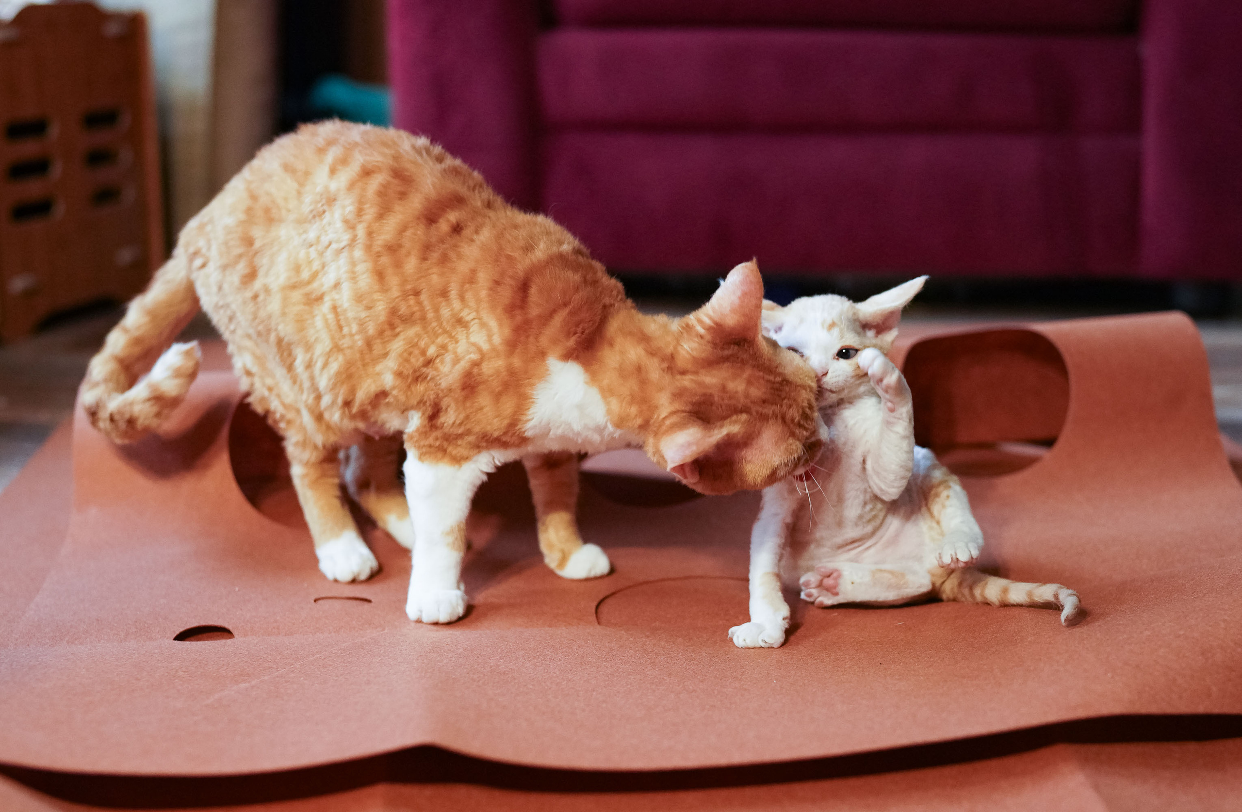 Bonnie, Boy, born on 29.07.23, SOLD. Devon Rex Pixie Cattery