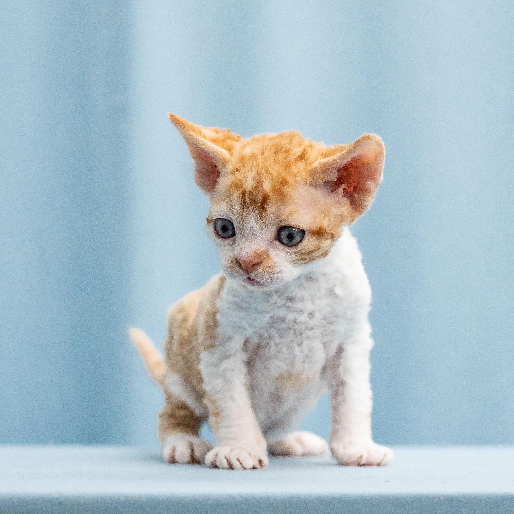 Buster, Boy, born on 29.07.23, SOLD. Devon Rex Pixie Cattery