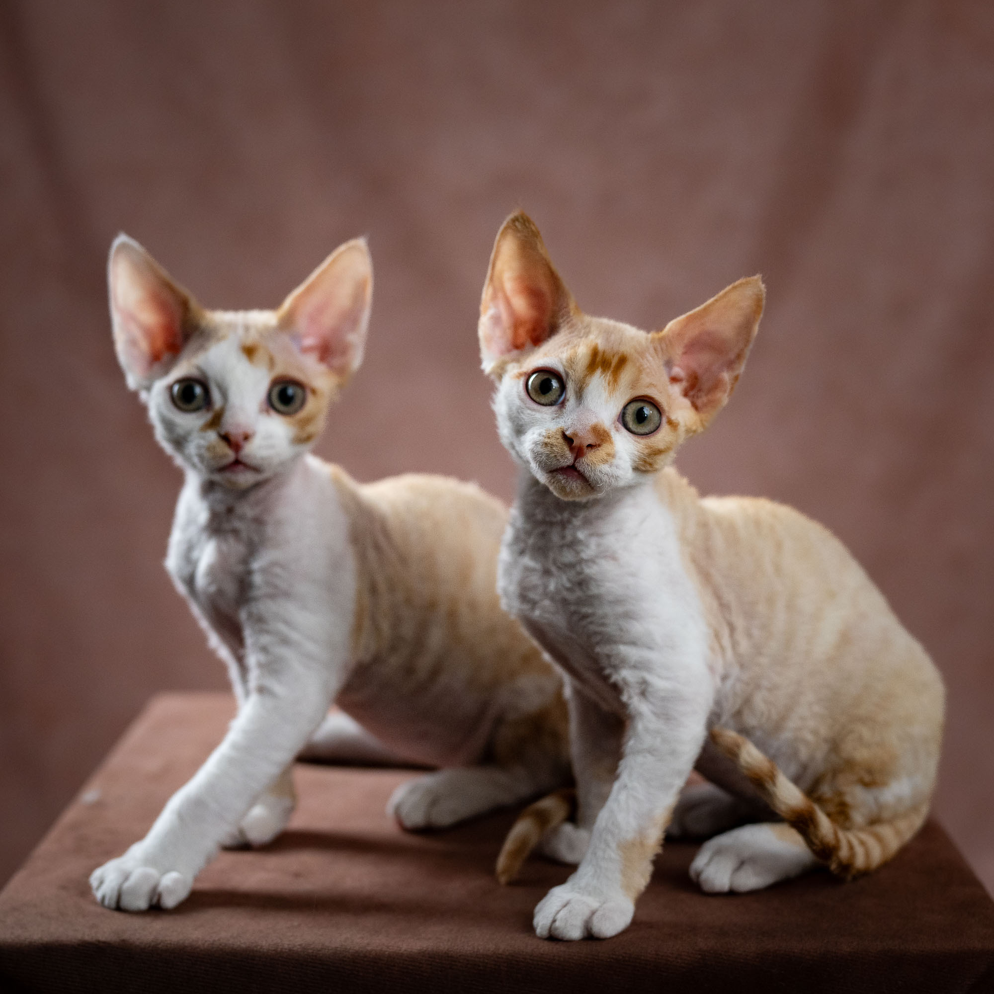 Buster, Boy, born on 29.07.23, SOLD. Devon Rex Pixie Cattery