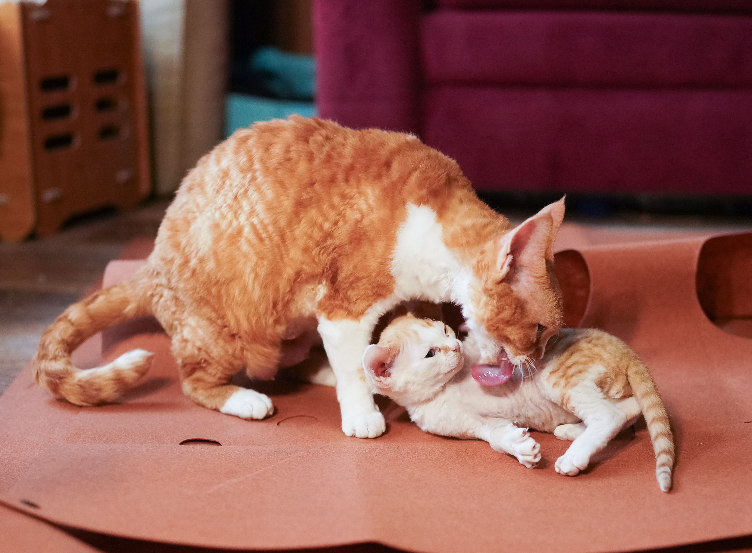 Bonnie, Boy, born on 29.07.23, SOLD. Devon Rex Pixie Cattery