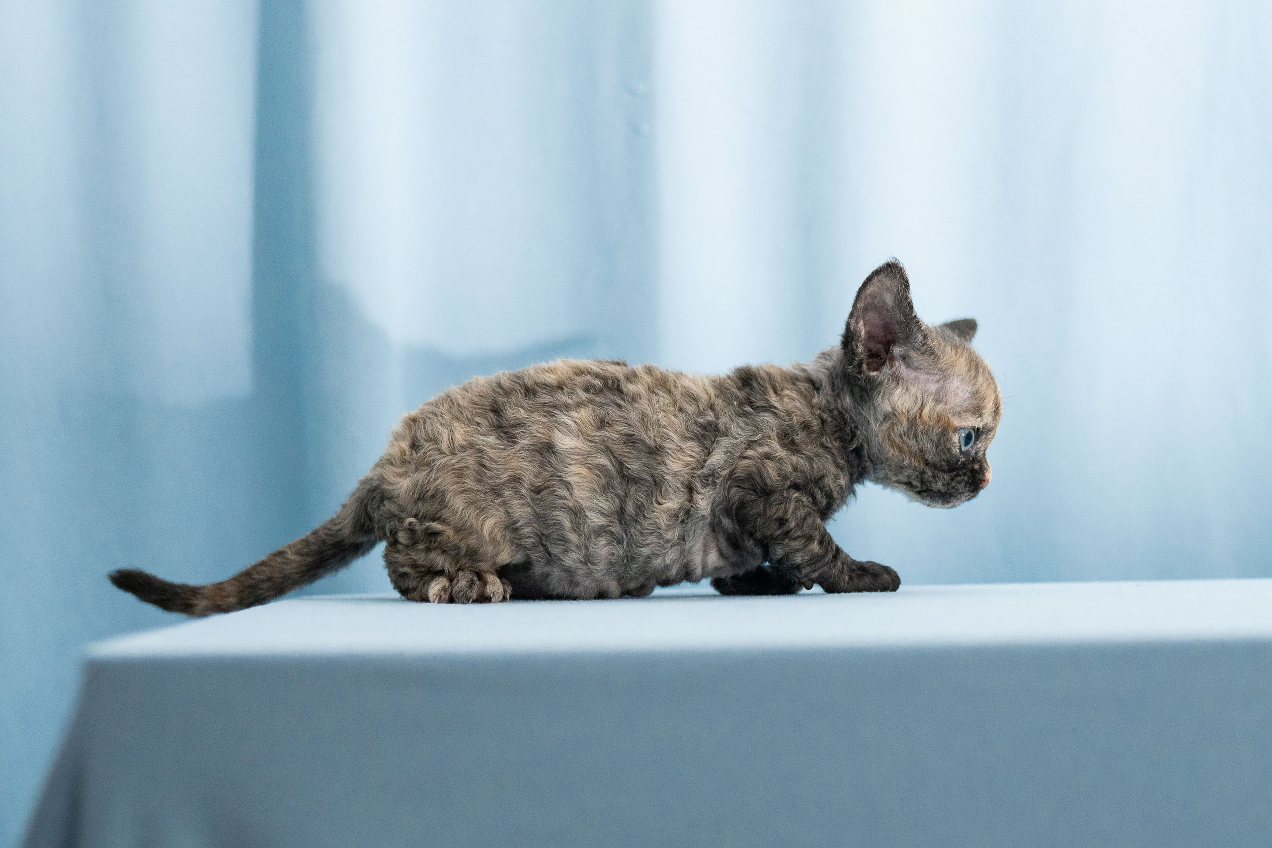 Basma, Girl, born on 29.07.23, SOLD. Devon Rex Pixie Cattery