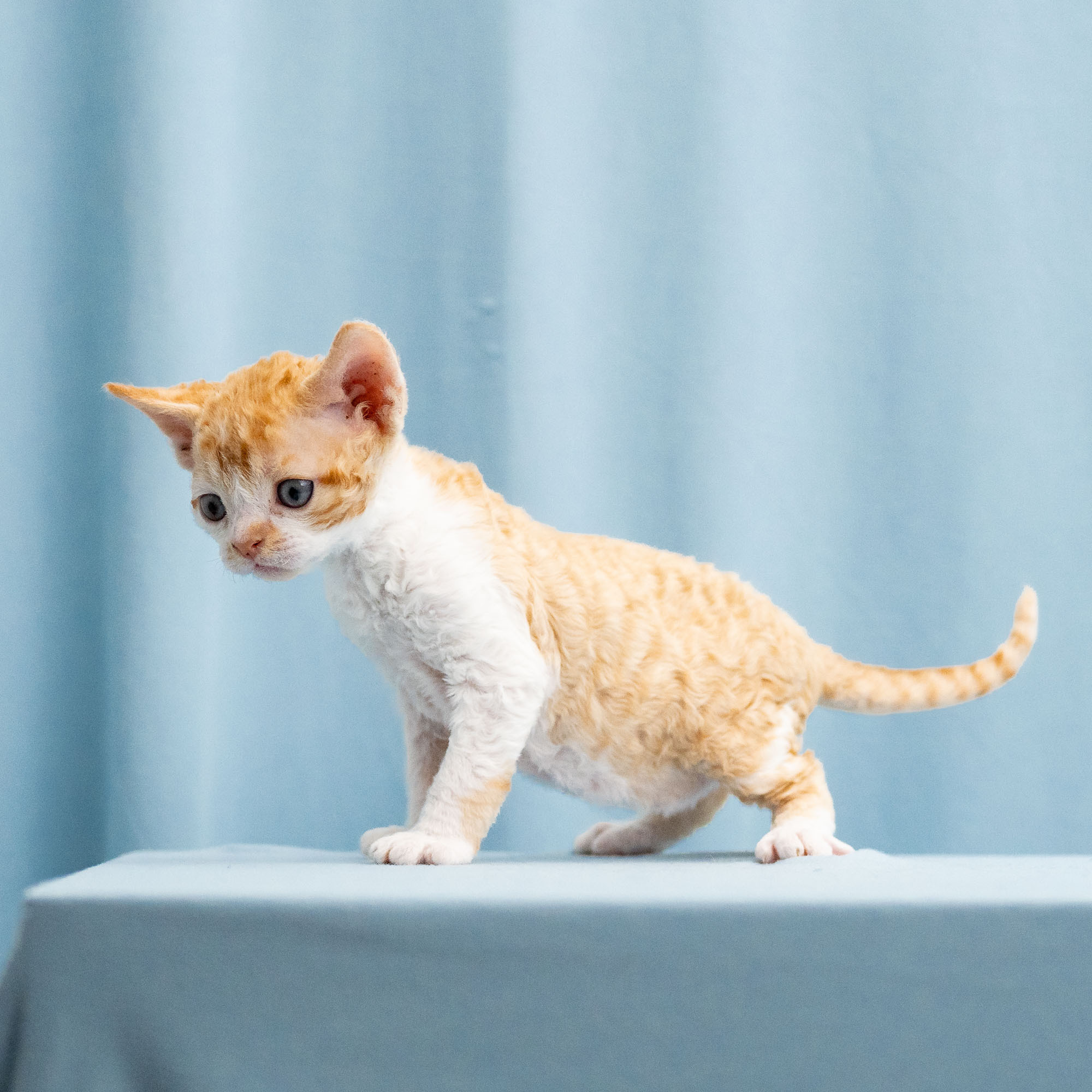 Buster, Boy, born on 29.07.23, SOLD. Devon Rex Pixie Cattery