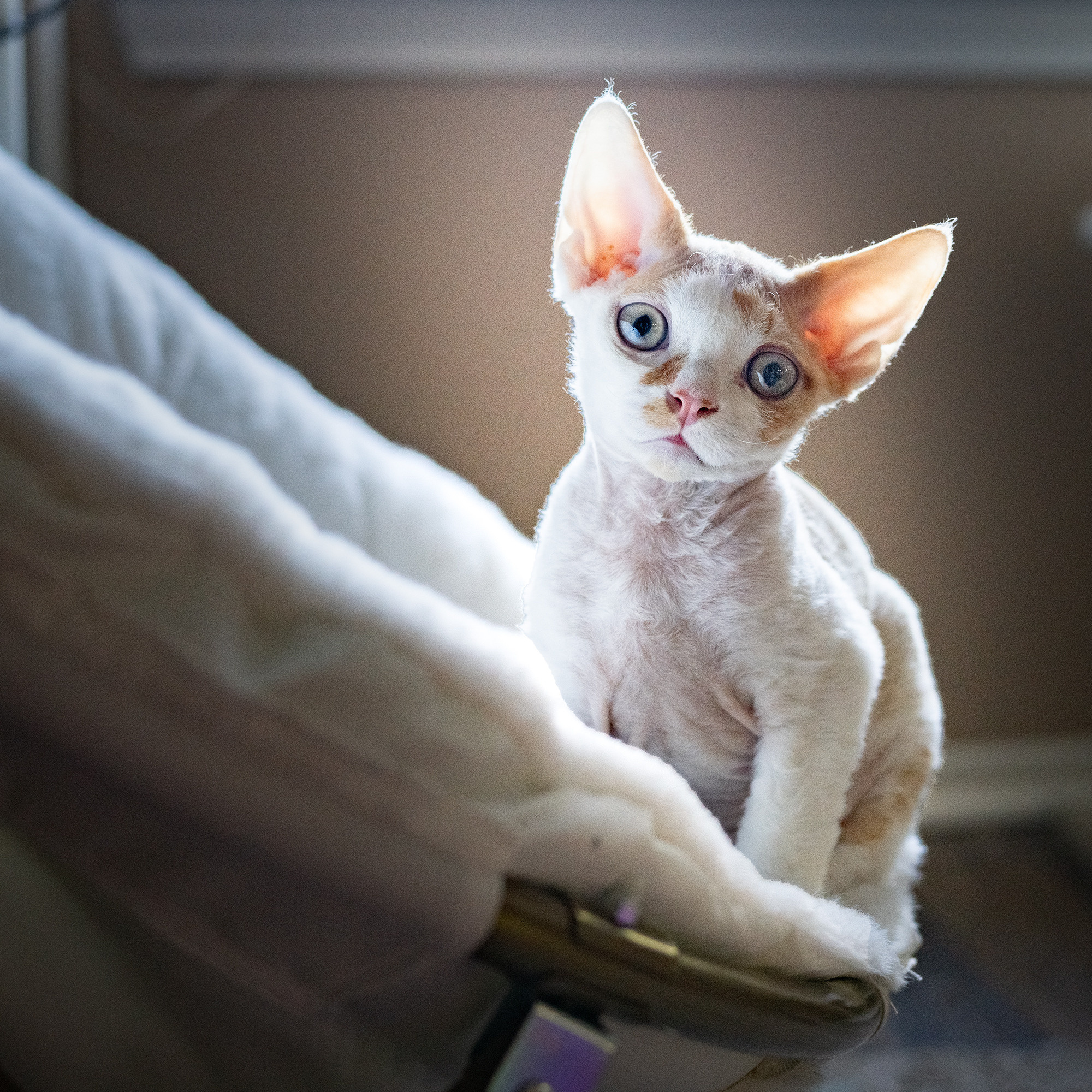 Bonnie, Boy, born on 29.07.23, SOLD. Devon Rex Pixie Cattery