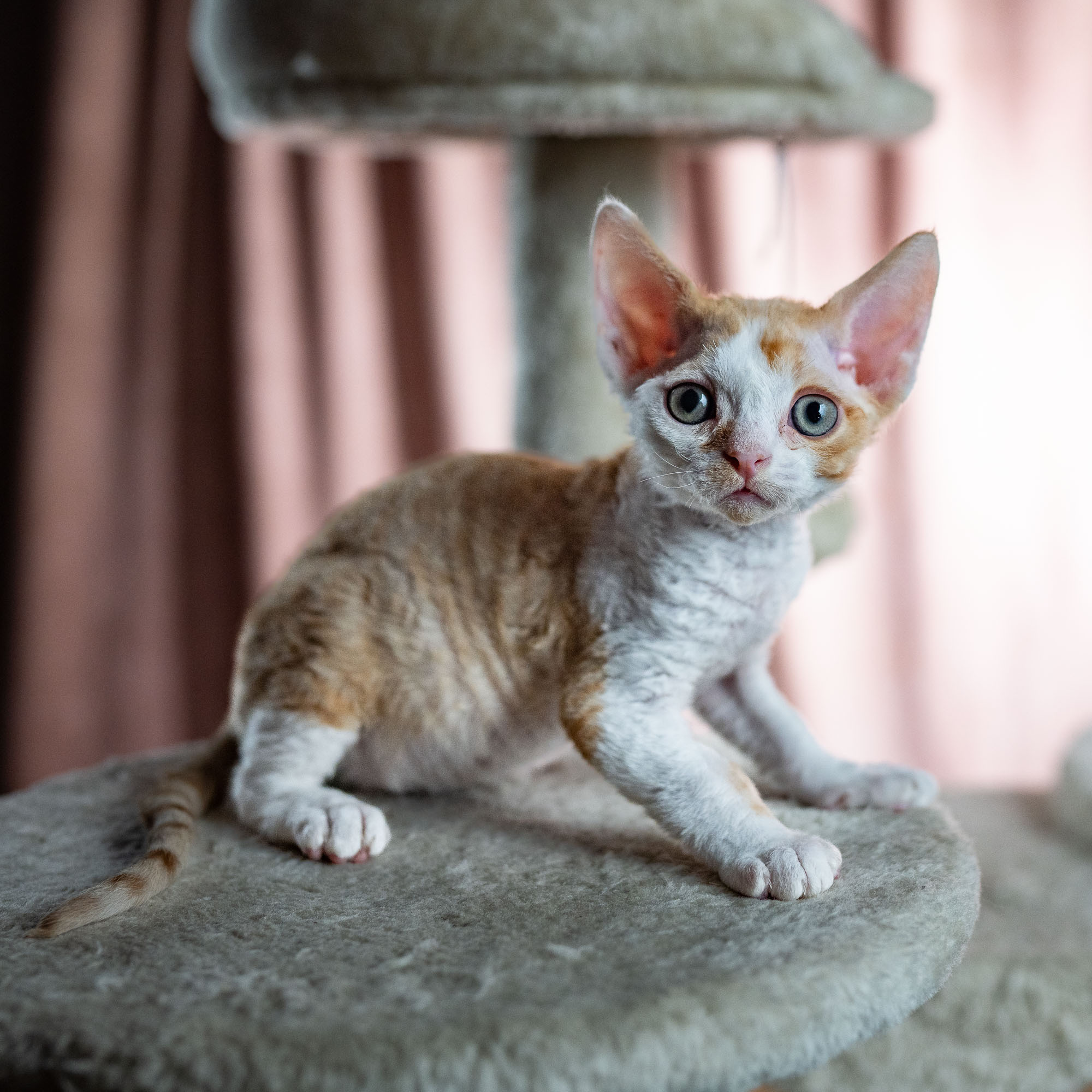 Bonnie, Boy, born on 29.07.23, SOLD. Devon Rex Pixie Cattery