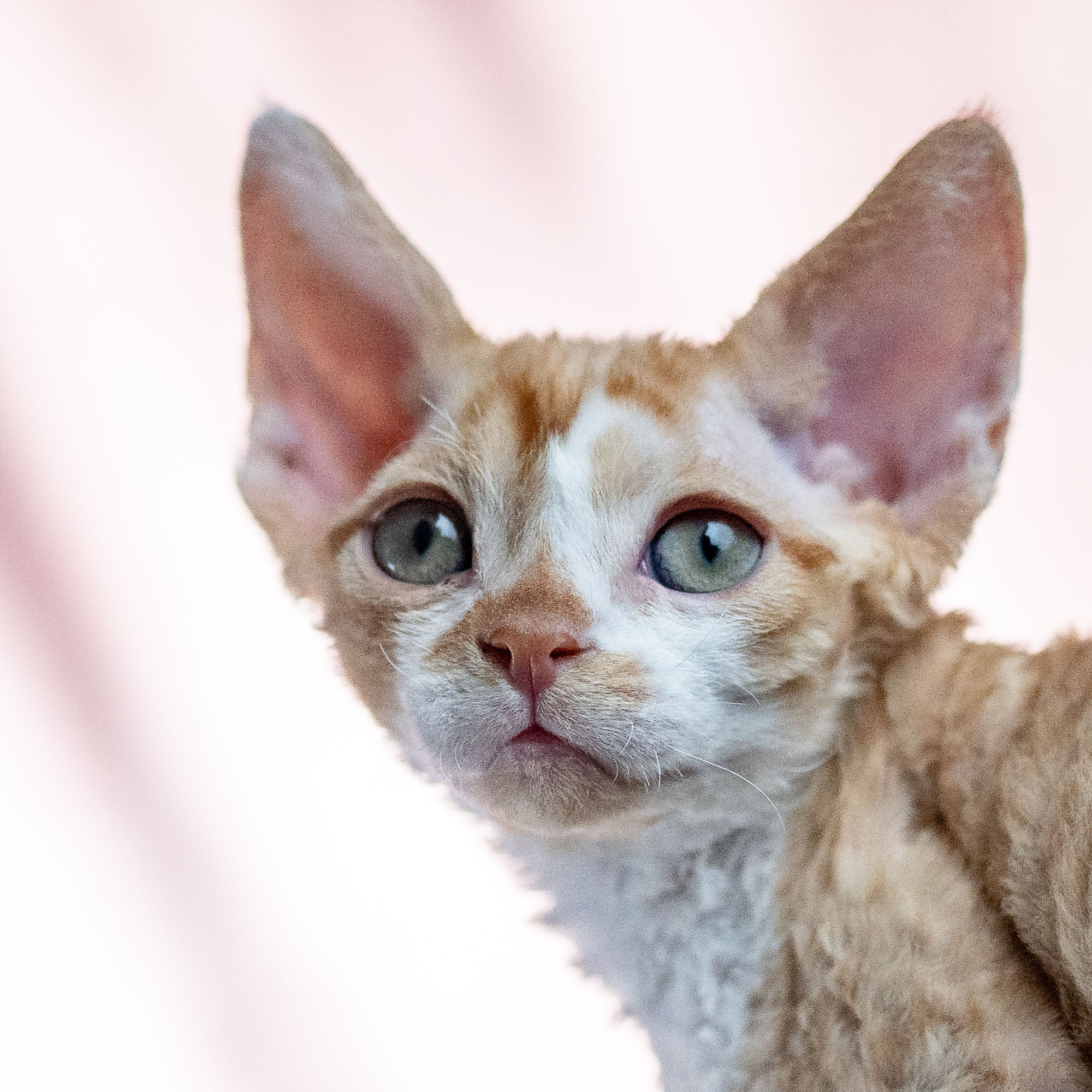 Bambi, Boy, born on 29.07.23, SOLD. Devon Rex Pixie Cattery