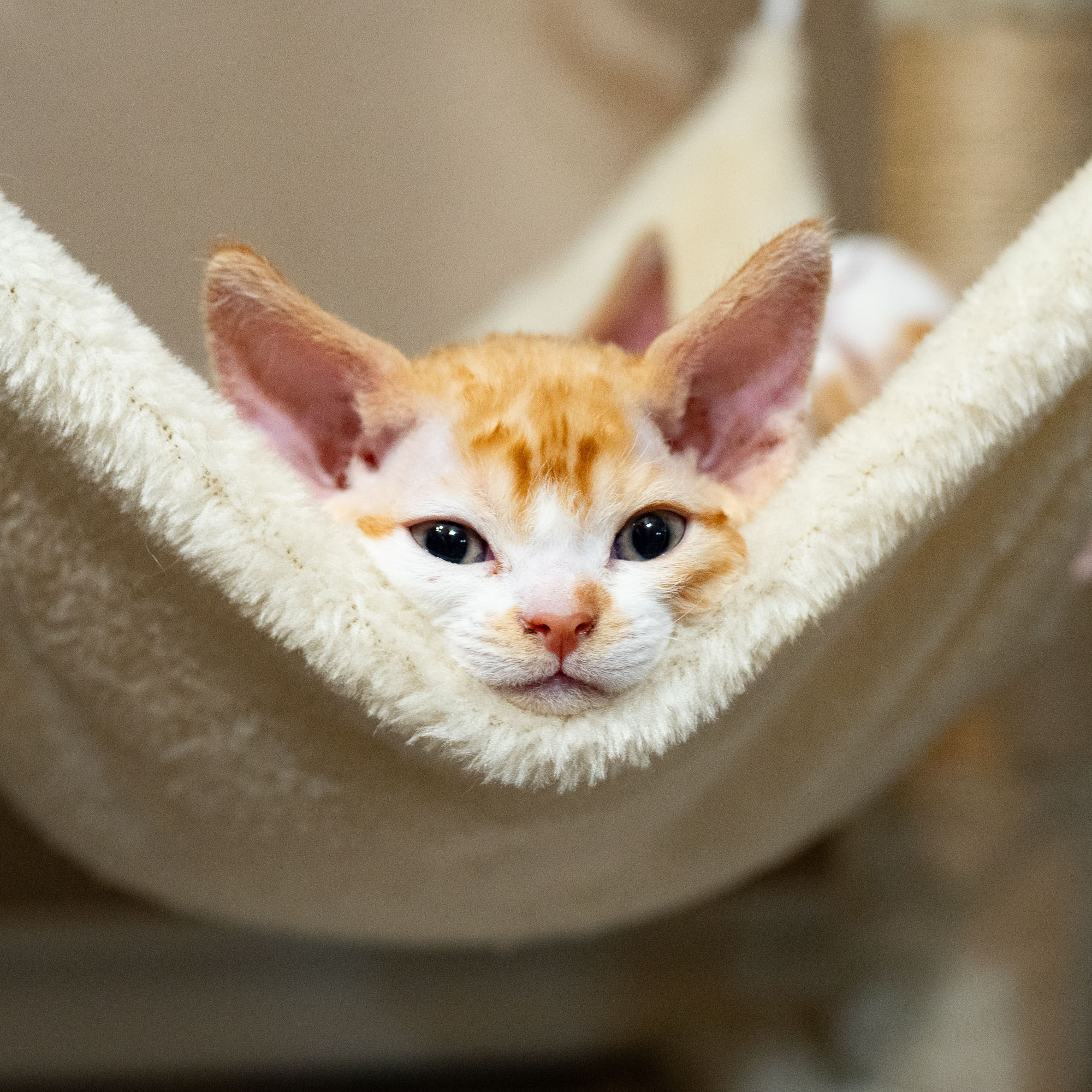 Buster, Boy, born on 29.07.23, SOLD. Devon Rex Pixie Cattery