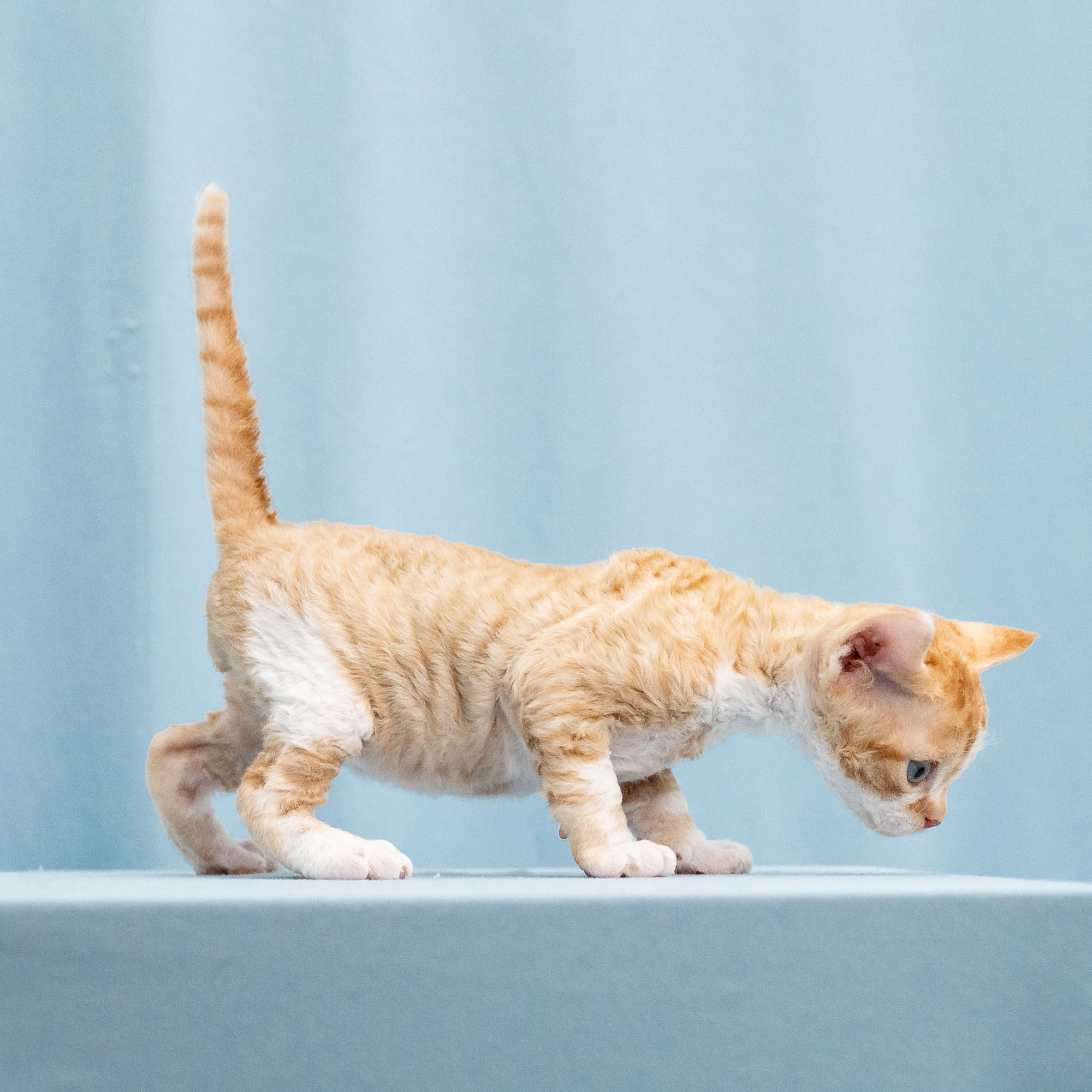 Buster, Boy, born on 29.07.23, SOLD. Devon Rex Pixie Cattery