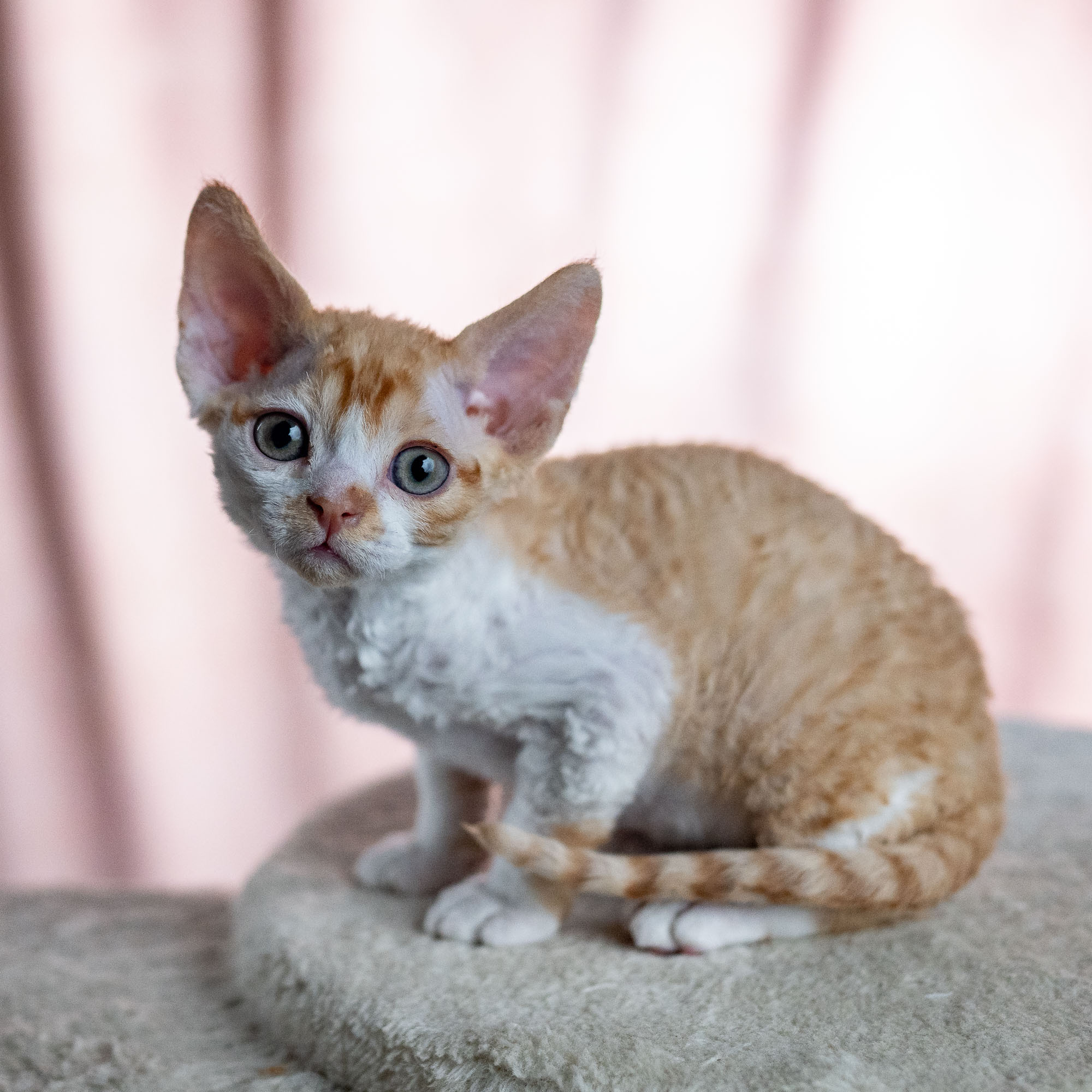 Buster, Boy, born on 29.07.23, SOLD. Devon Rex Pixie Cattery