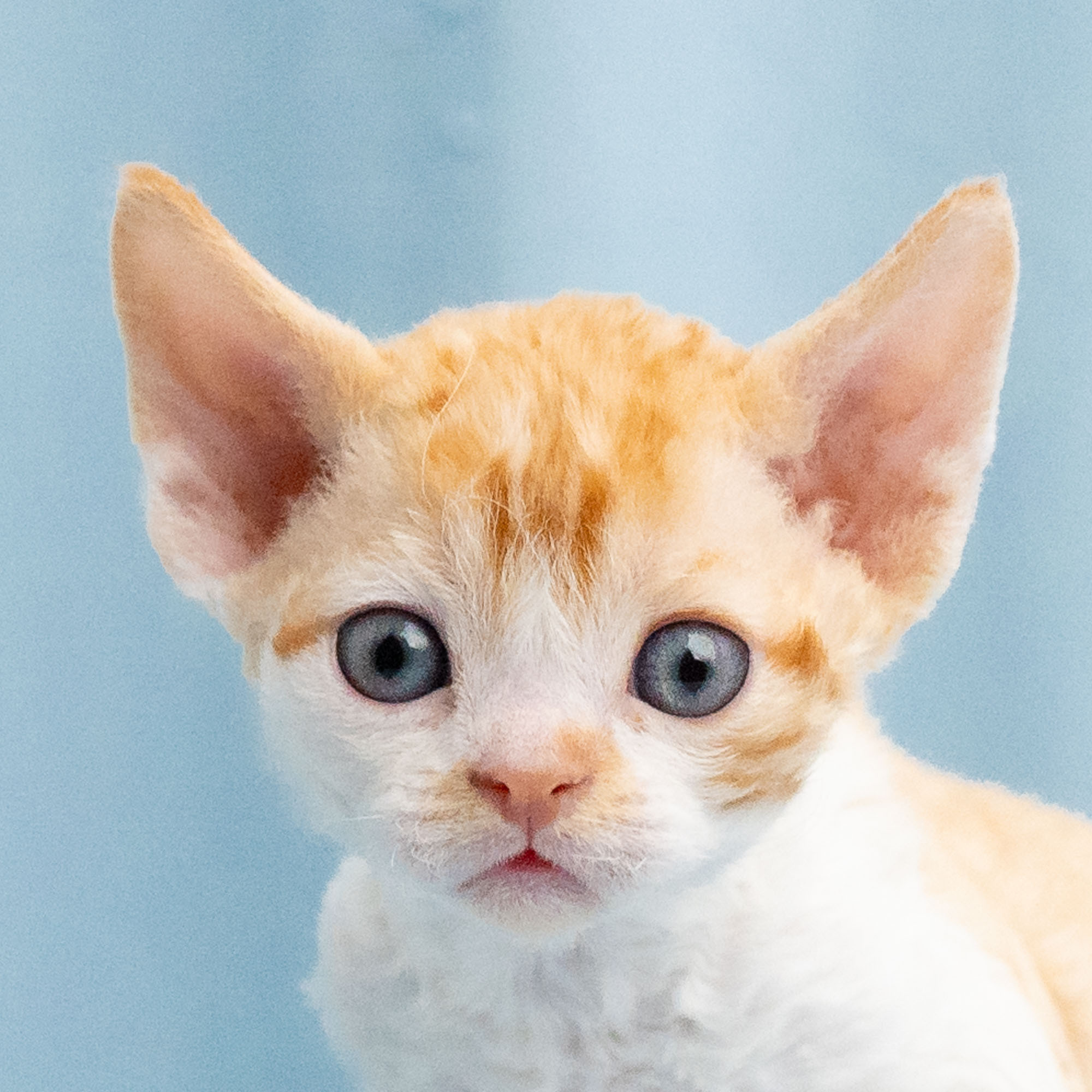 Buster, Boy, born on 29.07.23, SOLD. Devon Rex Pixie Cattery