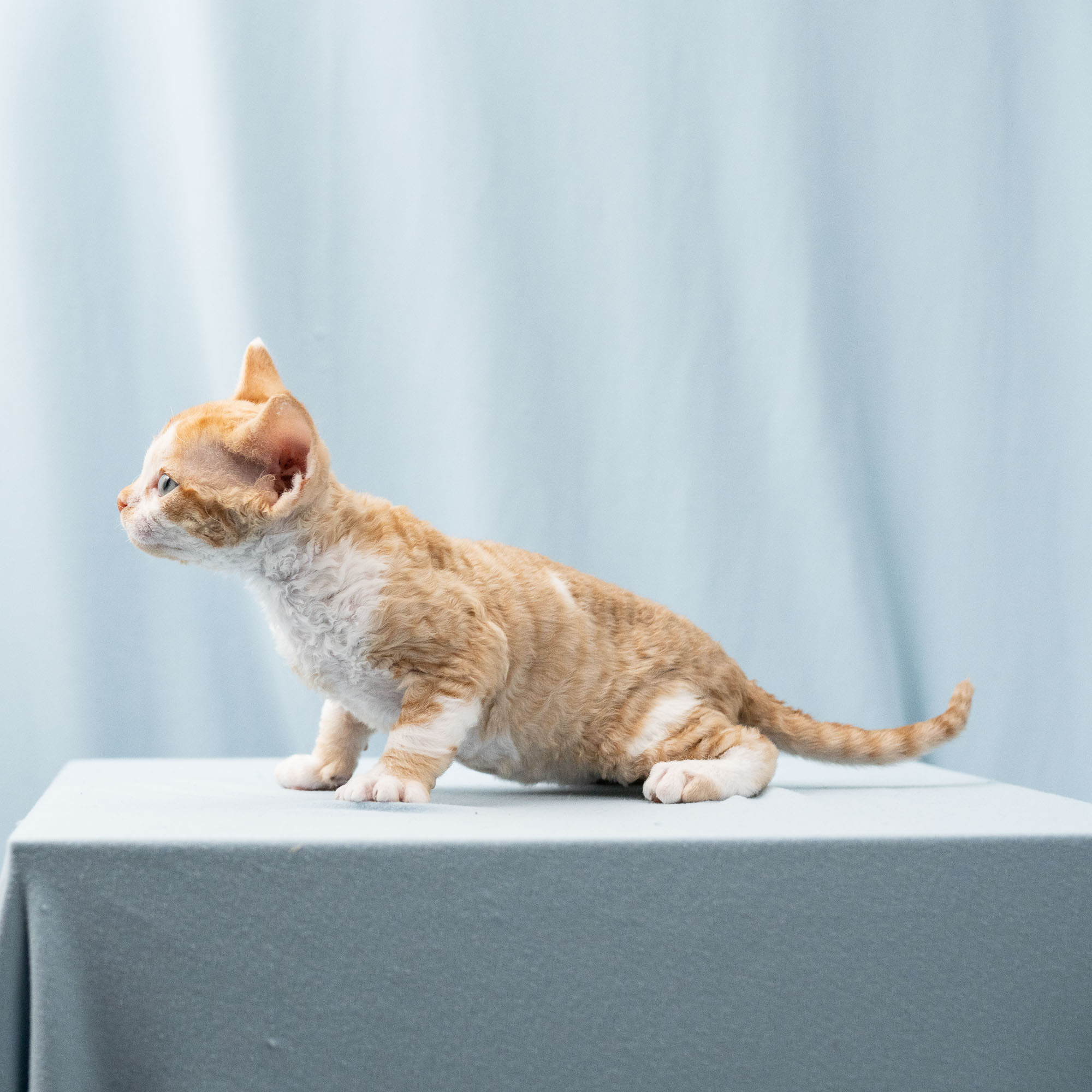 Bambi, Boy, born on 29.07.23, SOLD. Devon Rex Pixie Cattery