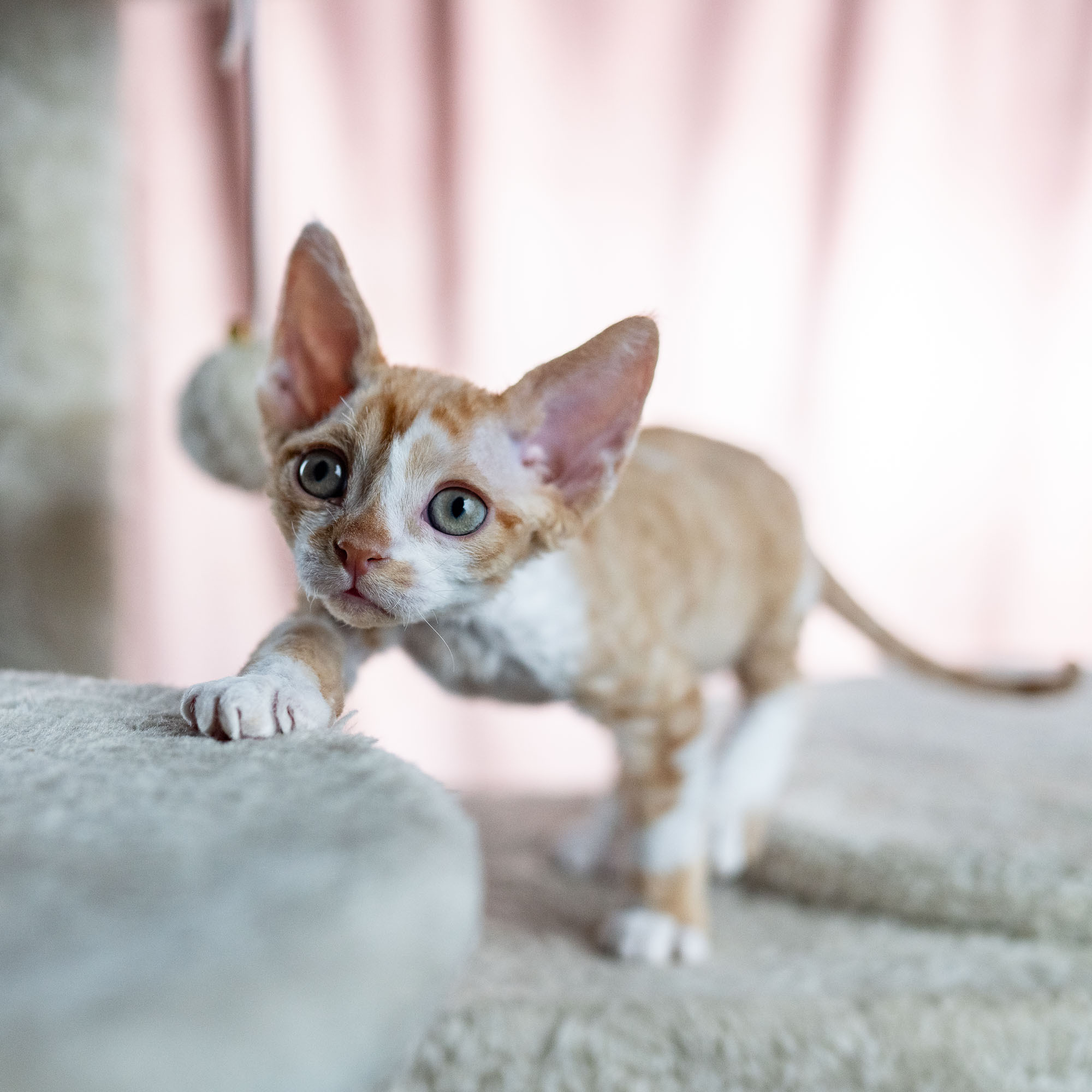 Bambi, Boy, born on 29.07.23, SOLD. Devon Rex Pixie Cattery