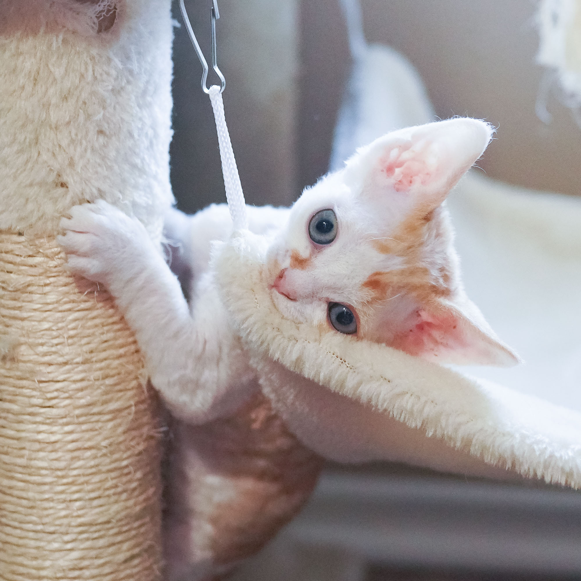 Bonnie, Boy, born on 29.07.23, SOLD. Devon Rex Pixie Cattery