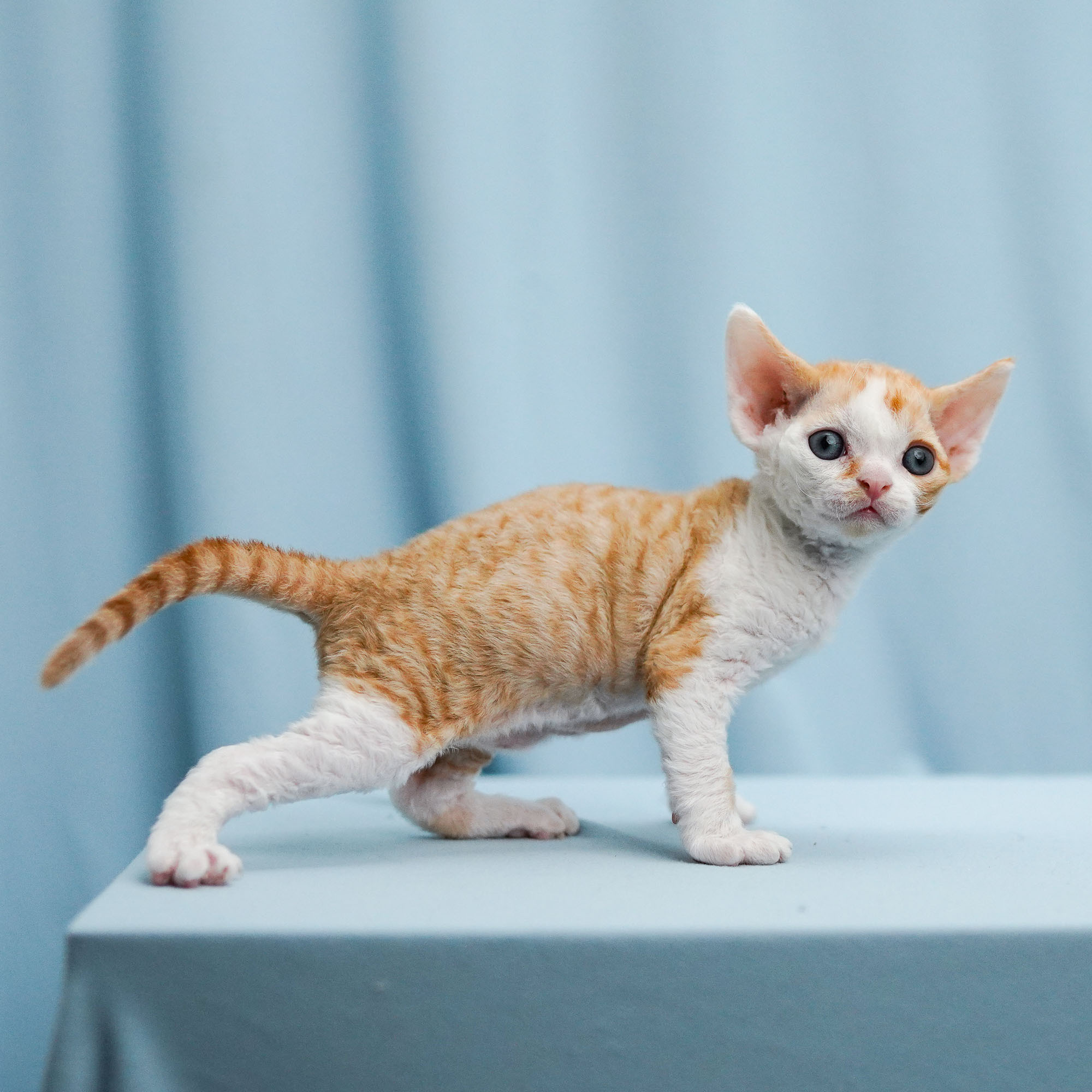 Bonnie, Boy, born on 29.07.23, SOLD. Devon Rex Pixie Cattery