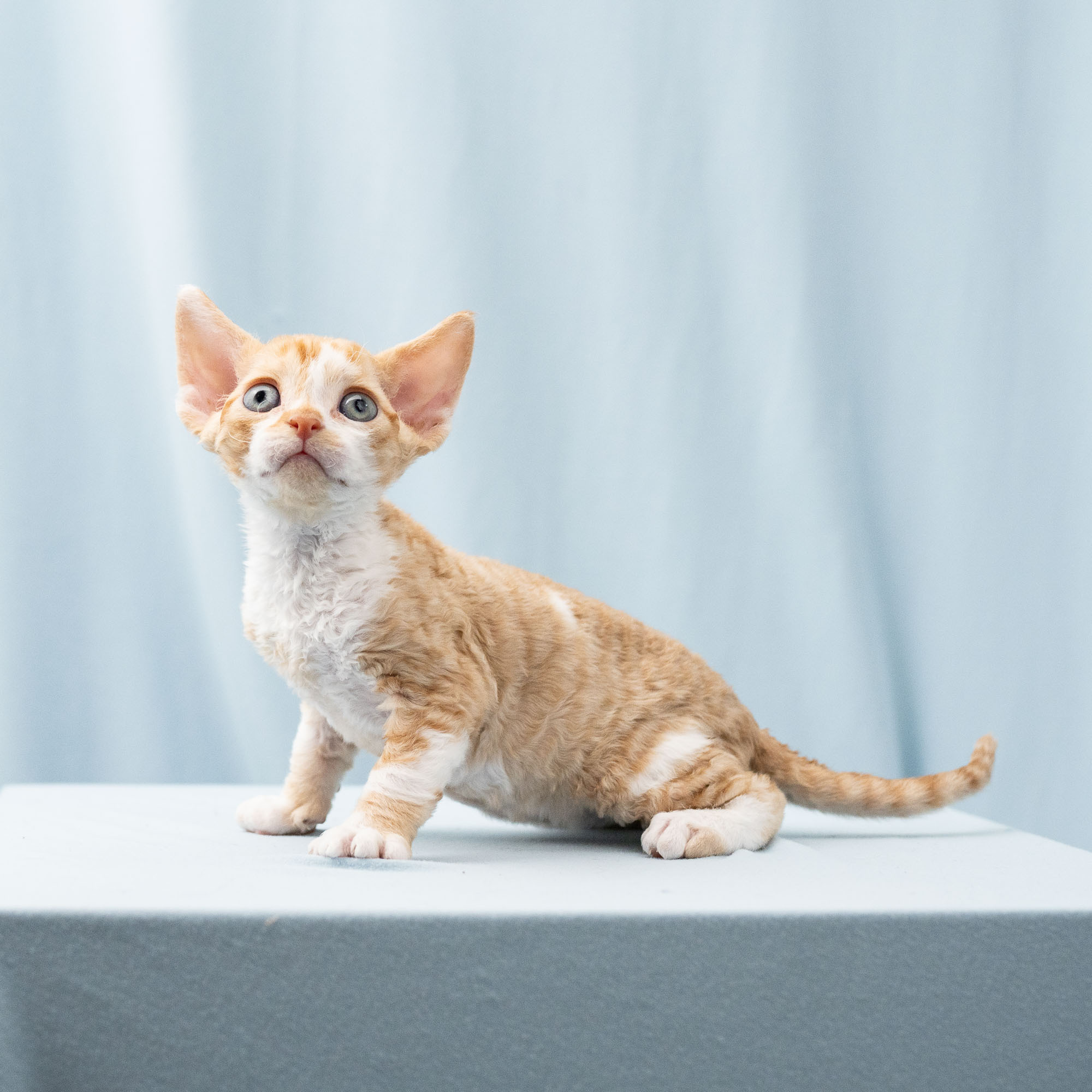 Bambi, Boy, born on 29.07.23, SOLD. Devon Rex Pixie Cattery