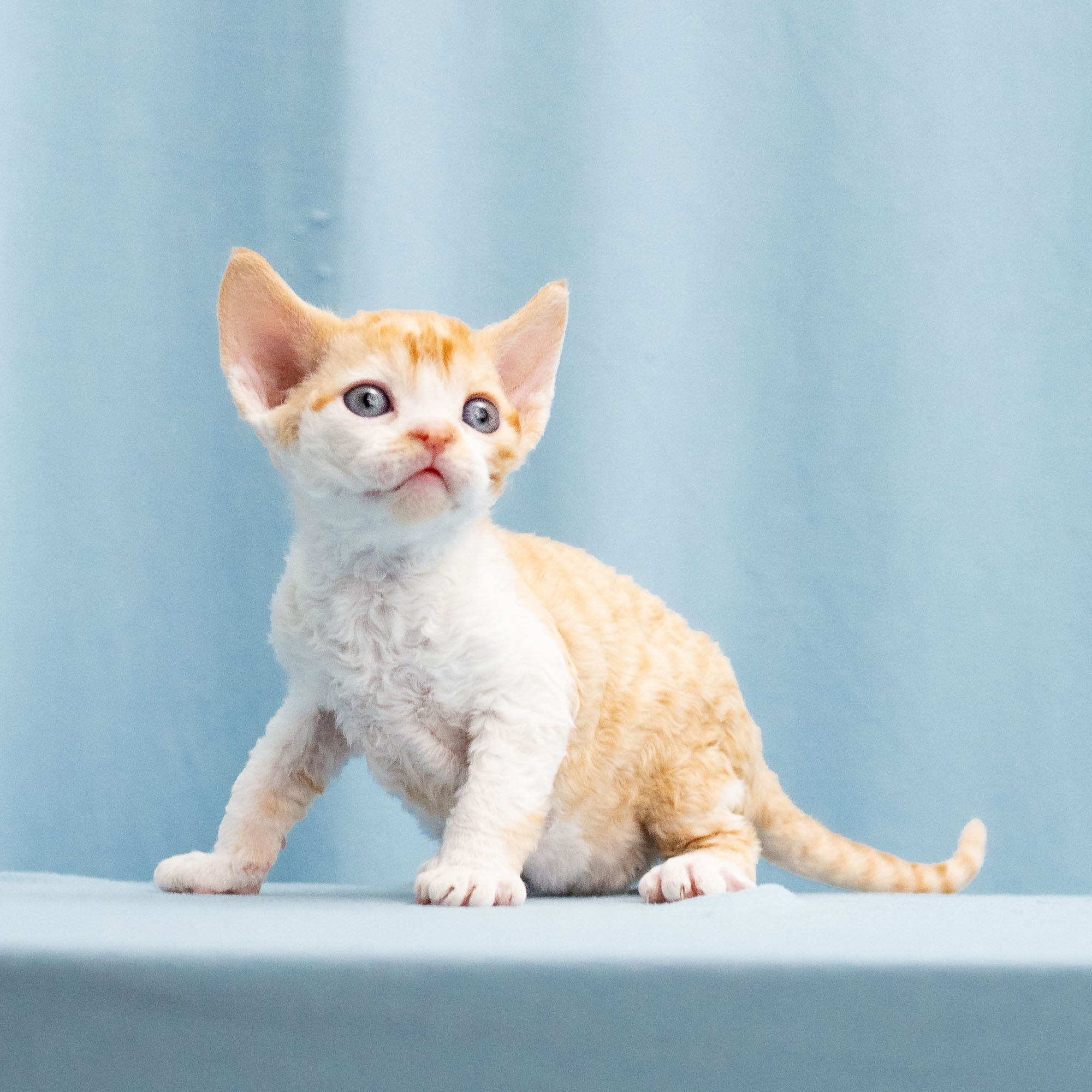 Buster, Boy, born on 29.07.23, SOLD. Devon Rex Pixie Cattery