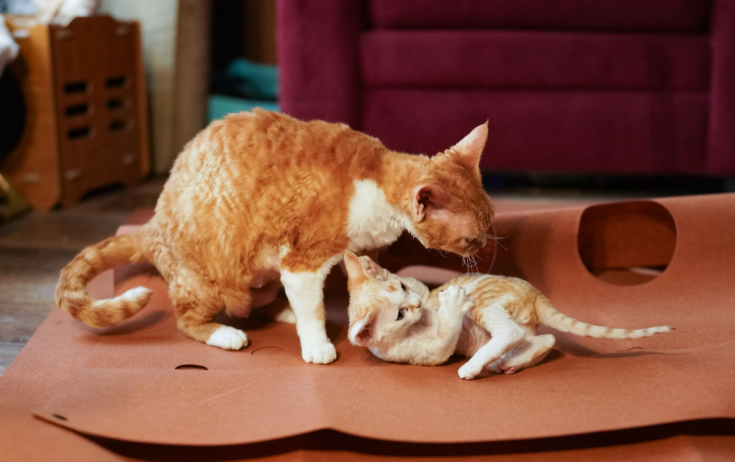 Bonnie, Boy, born on 29.07.23, SOLD. Devon Rex Pixie Cattery