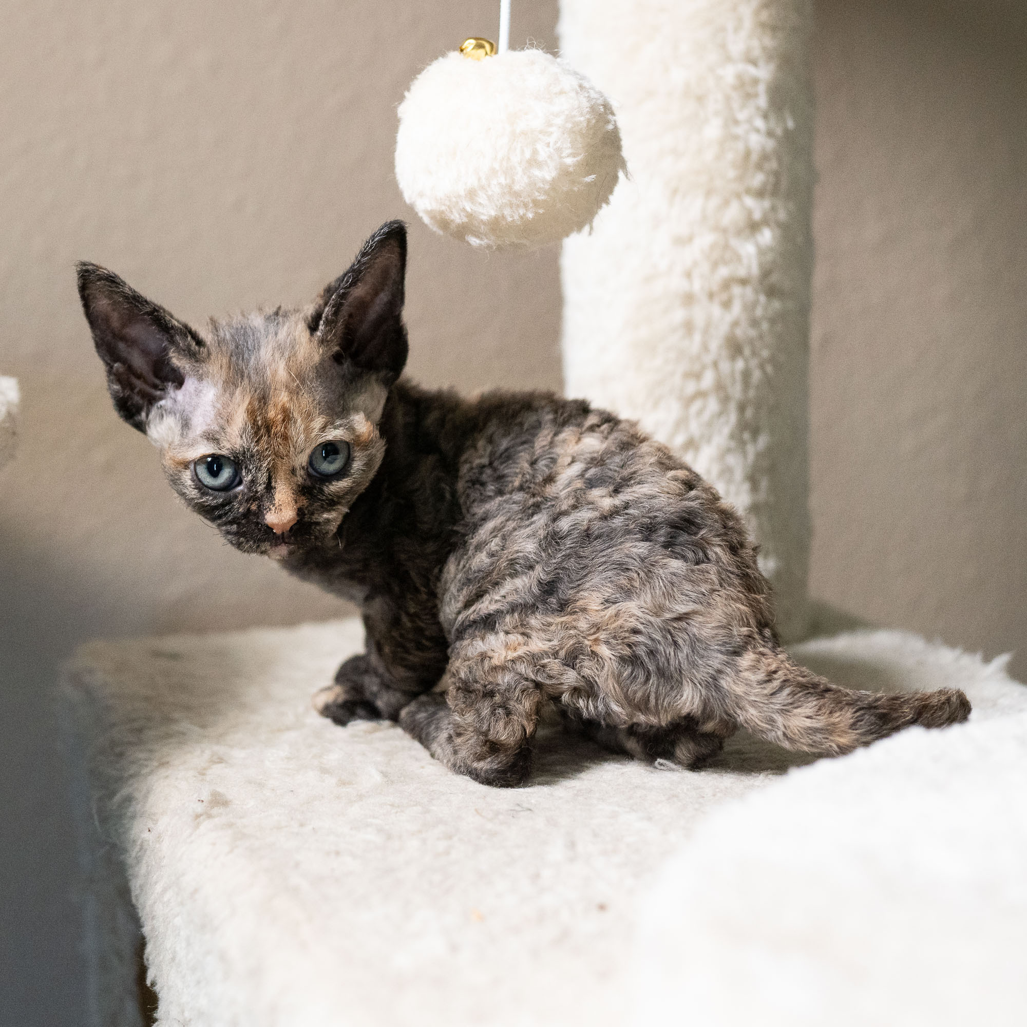 Basma, Girl, born on 29.07.23, SOLD. Devon Rex Pixie Cattery