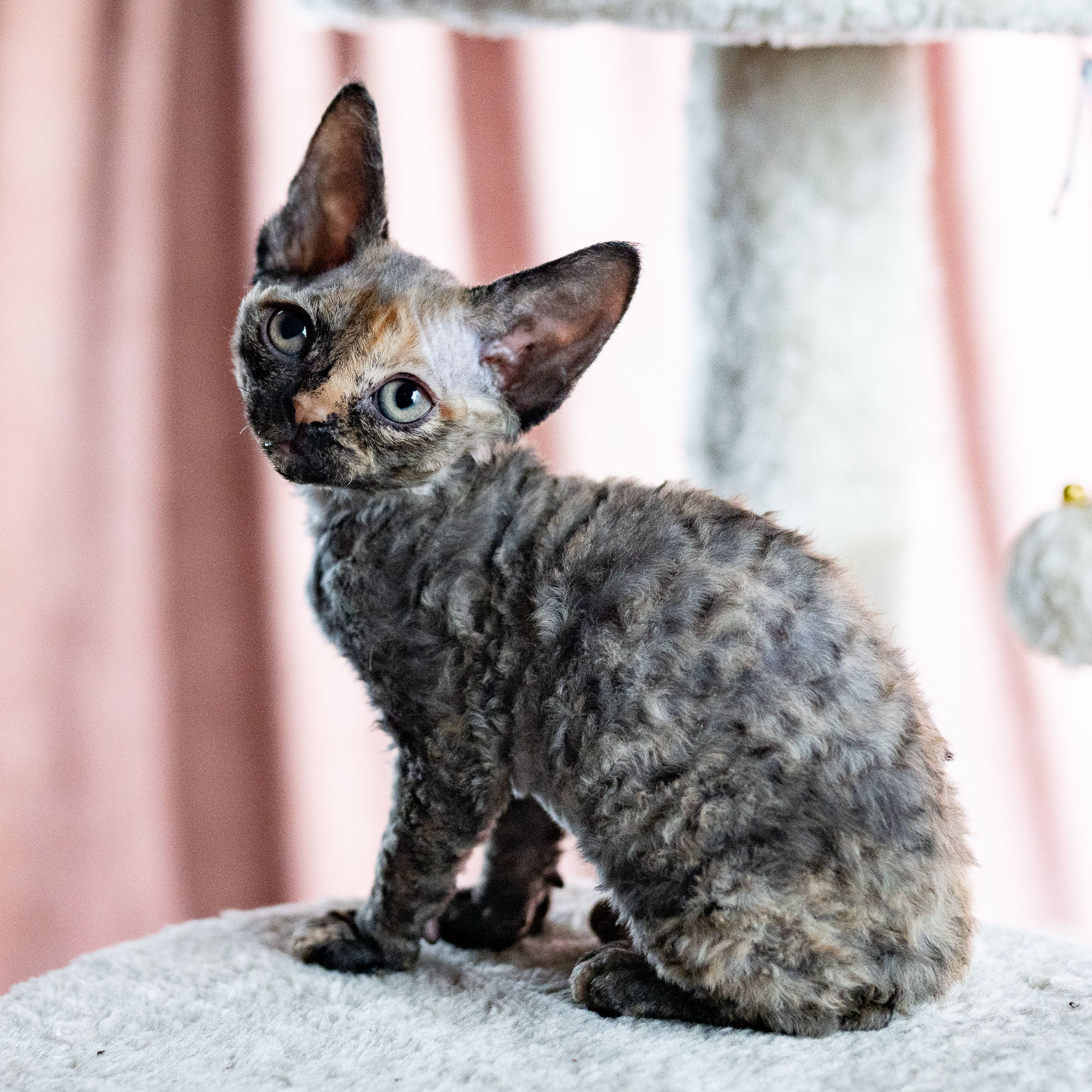 Basma, Girl, born on 29.07.23, SOLD. Devon Rex Pixie Cattery