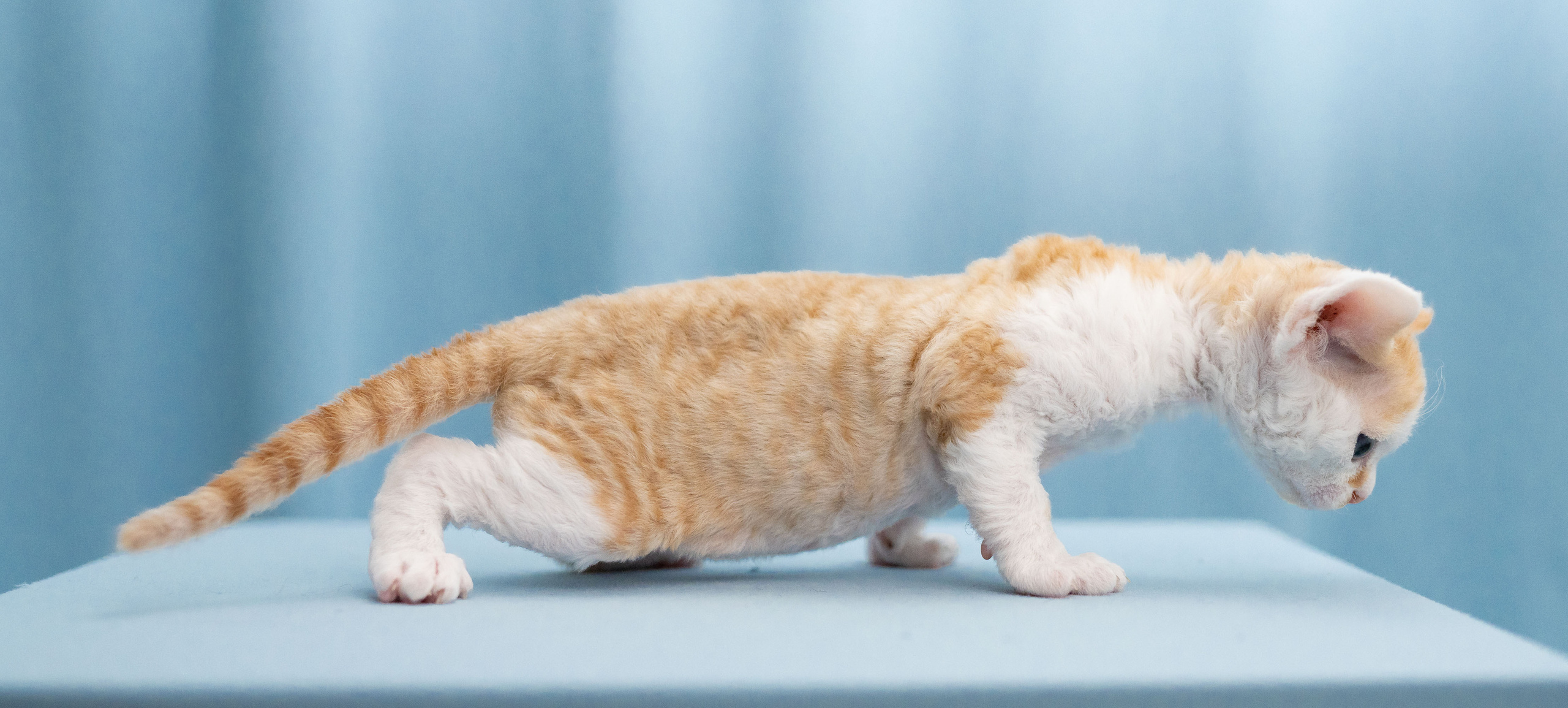 Bonnie, Boy, born on 29.07.23, SOLD. Devon Rex Pixie Cattery