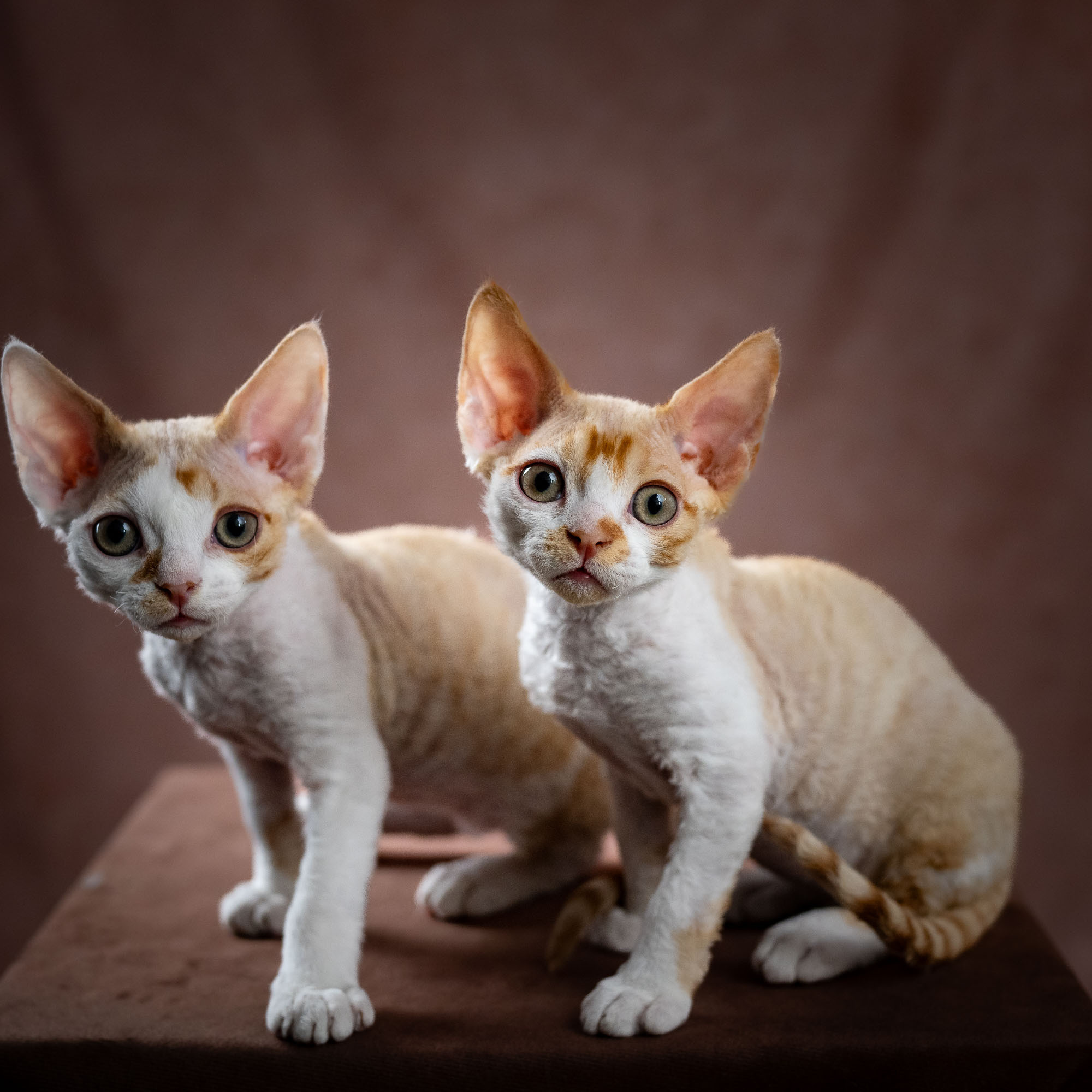 Buster, Boy, born on 29.07.23, SOLD. Devon Rex Pixie Cattery