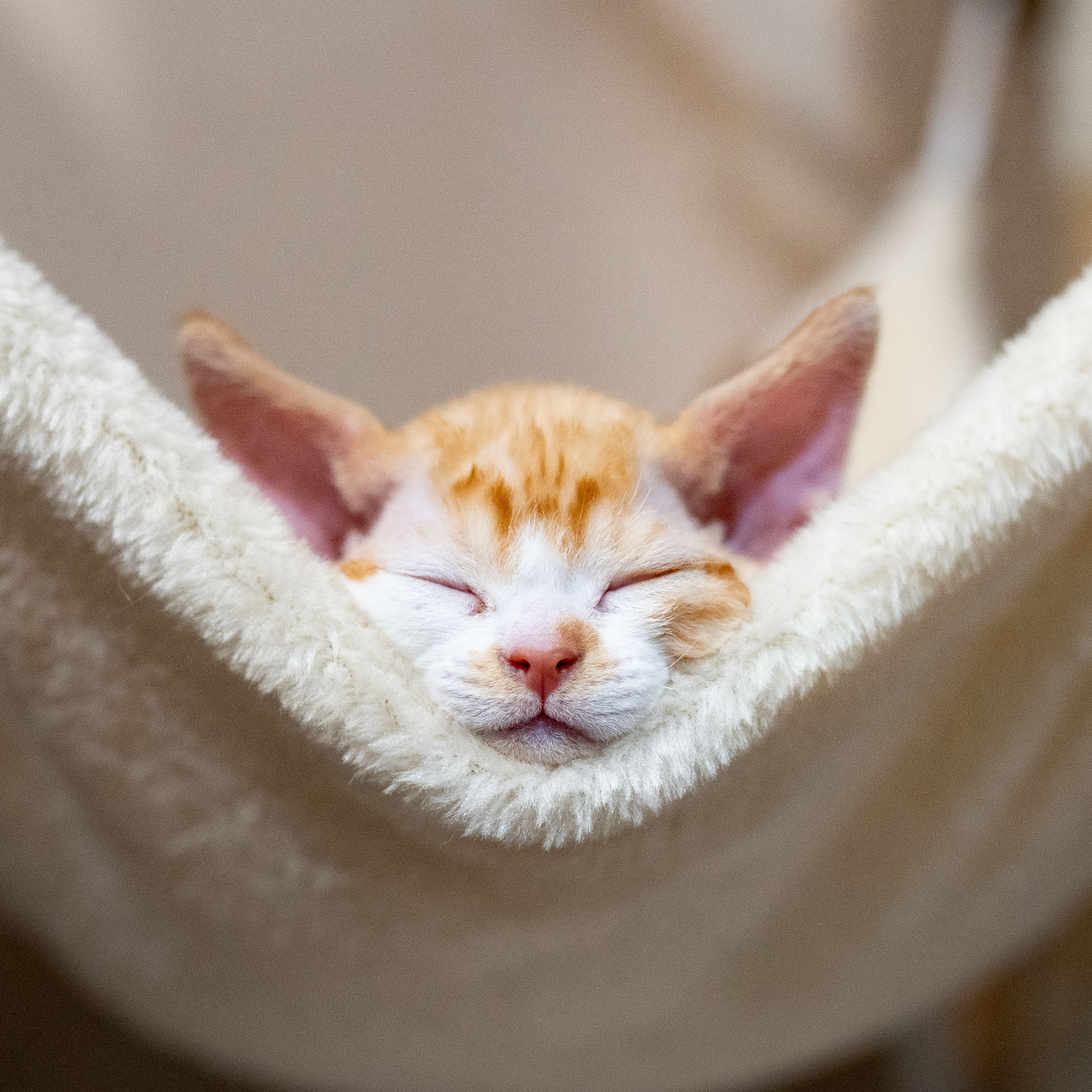 Buster, Boy, born on 29.07.23, SOLD. Devon Rex Pixie Cattery