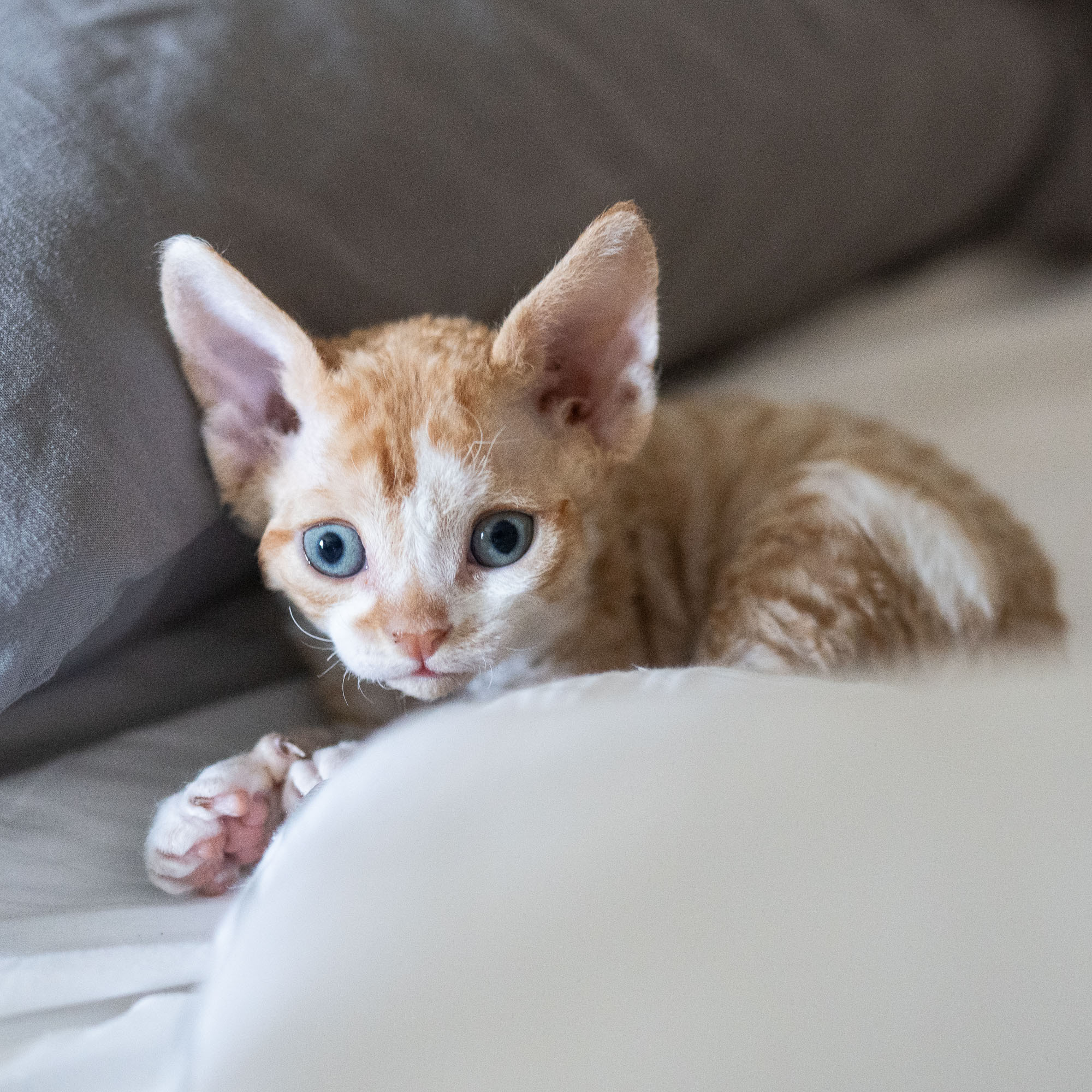 Bambi, Boy, born on 29.07.23, SOLD. Devon Rex Pixie Cattery